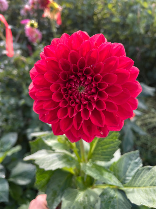 AC Firefly Dahlia Tuber