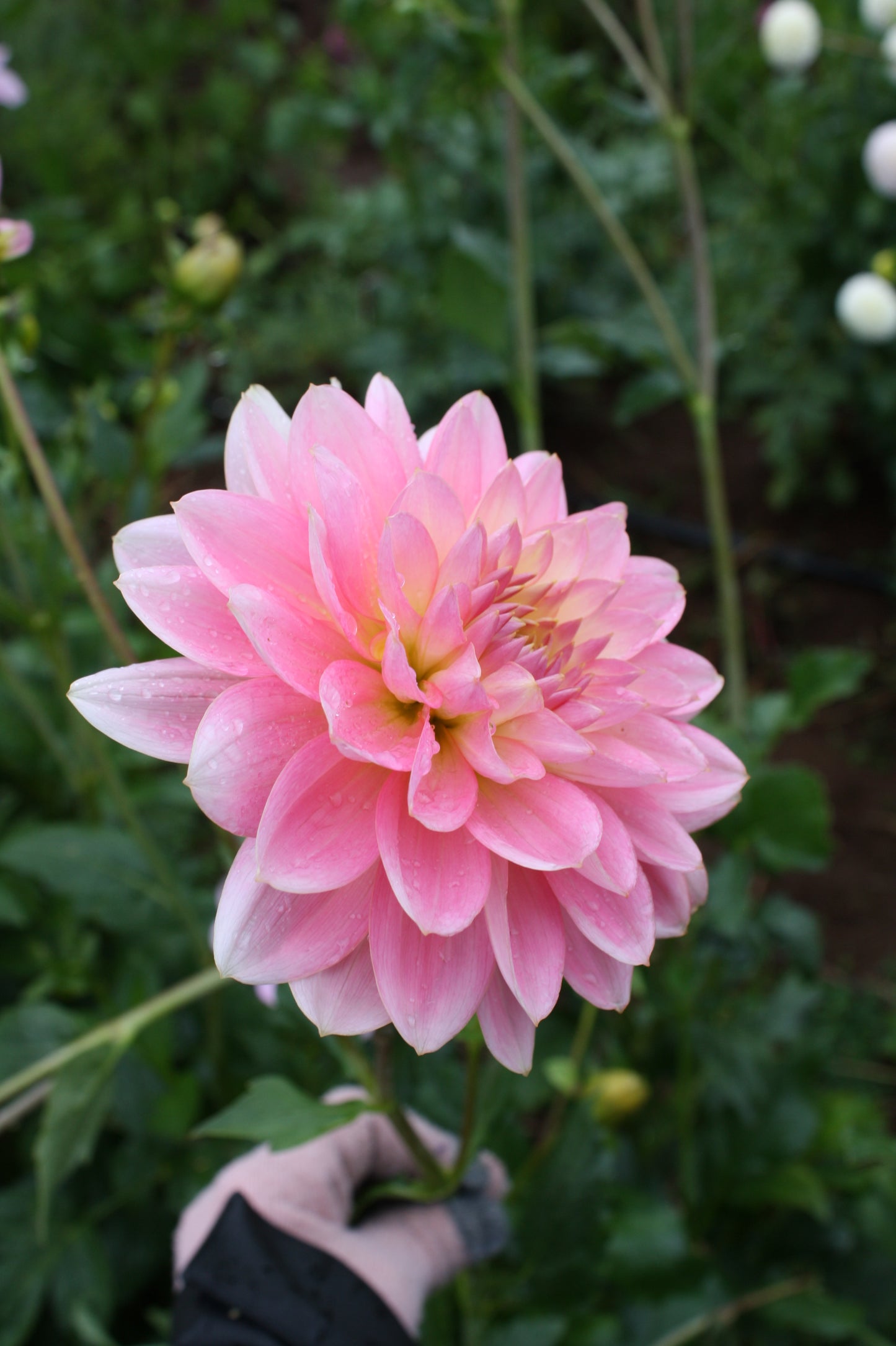 Gerrie Hoek Dahlia Tuber