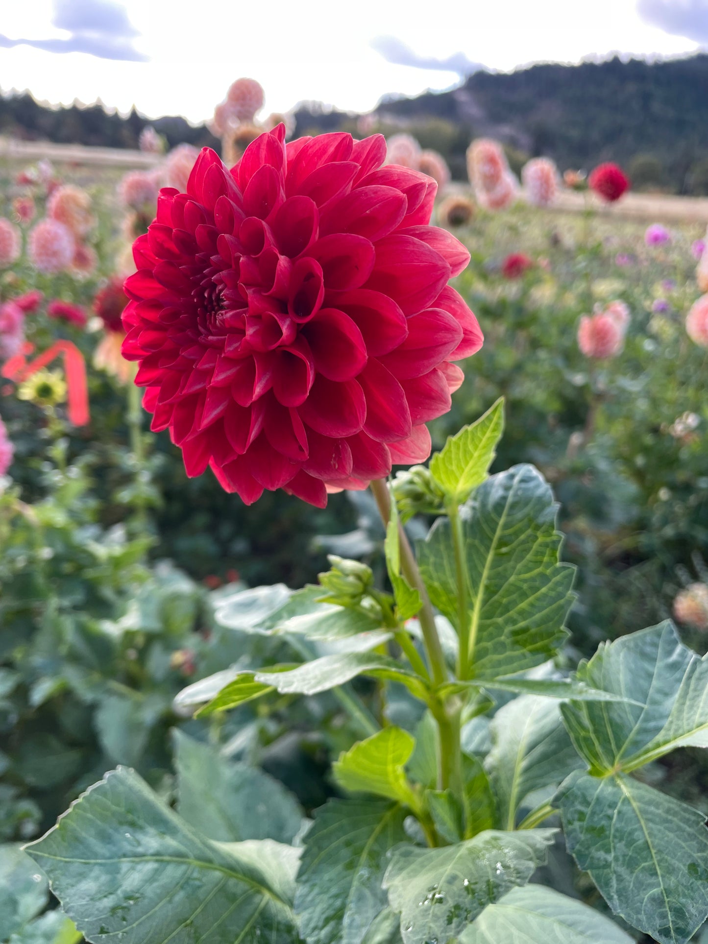 AC Firefly Dahlia Tuber