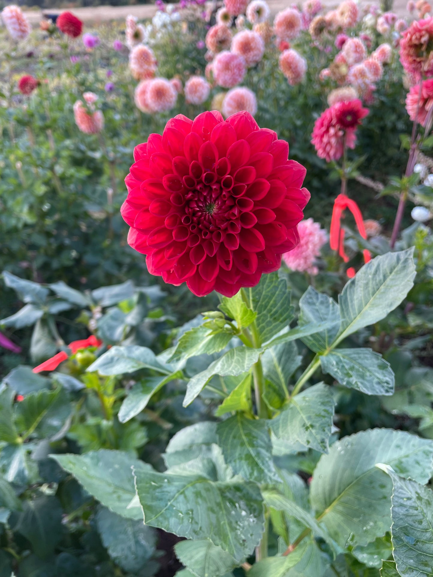 AC Firefly Dahlia Tuber