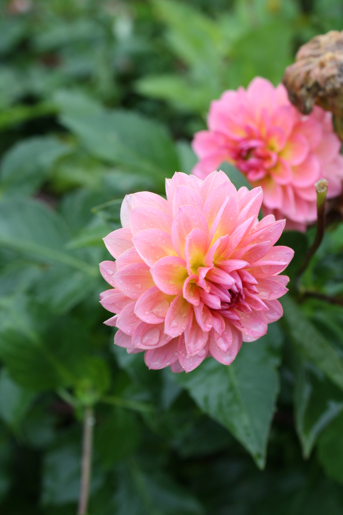Jitterbug Dahlia Tuber