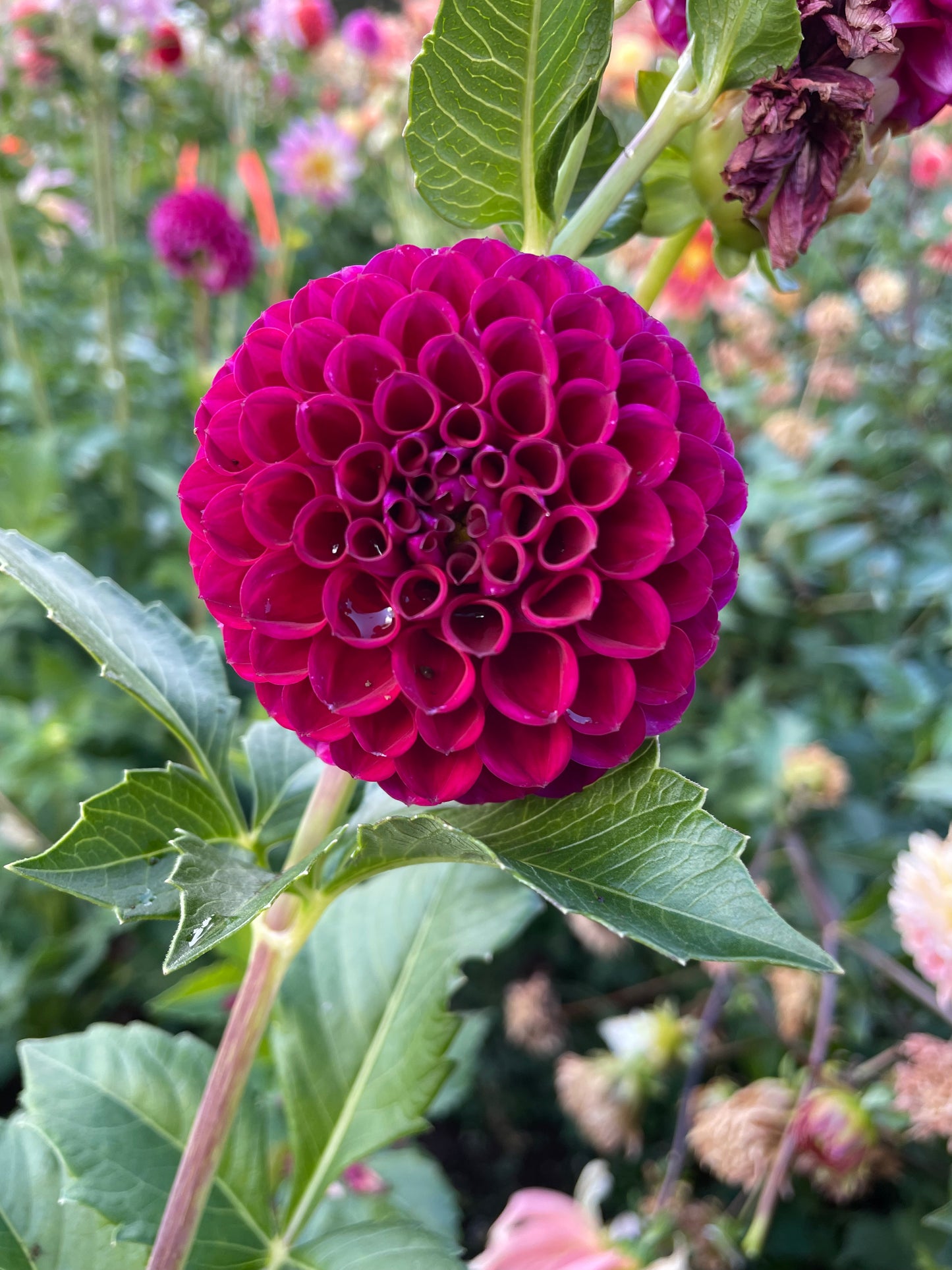 Ivanetti Dahlia Tuber