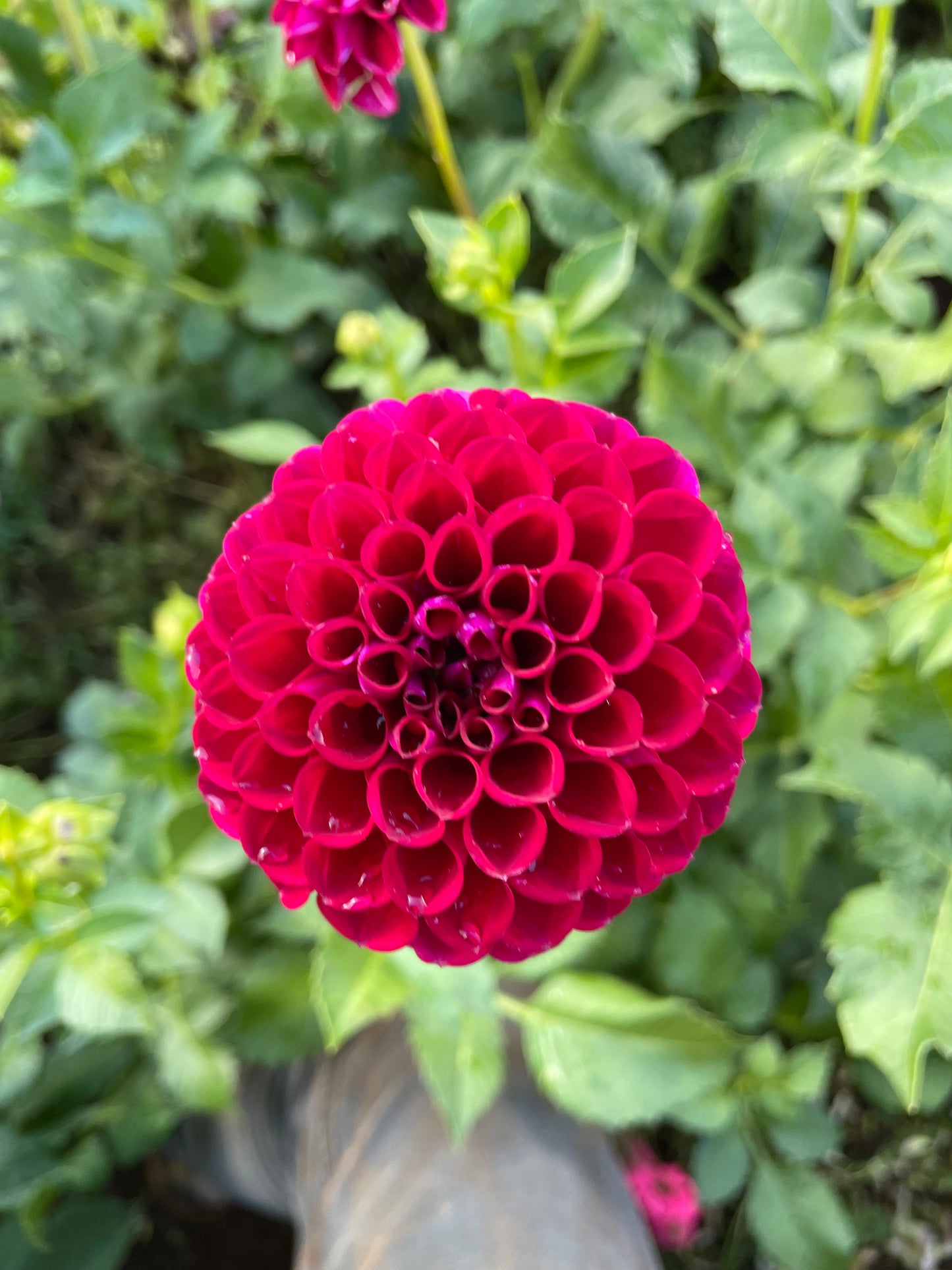 Ivanetti Dahlia Tuber
