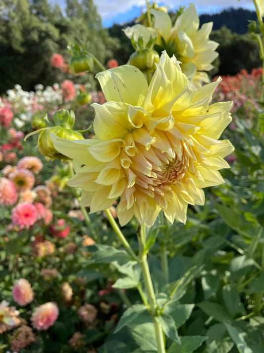 Westerton Lillian Dahlia Tuber