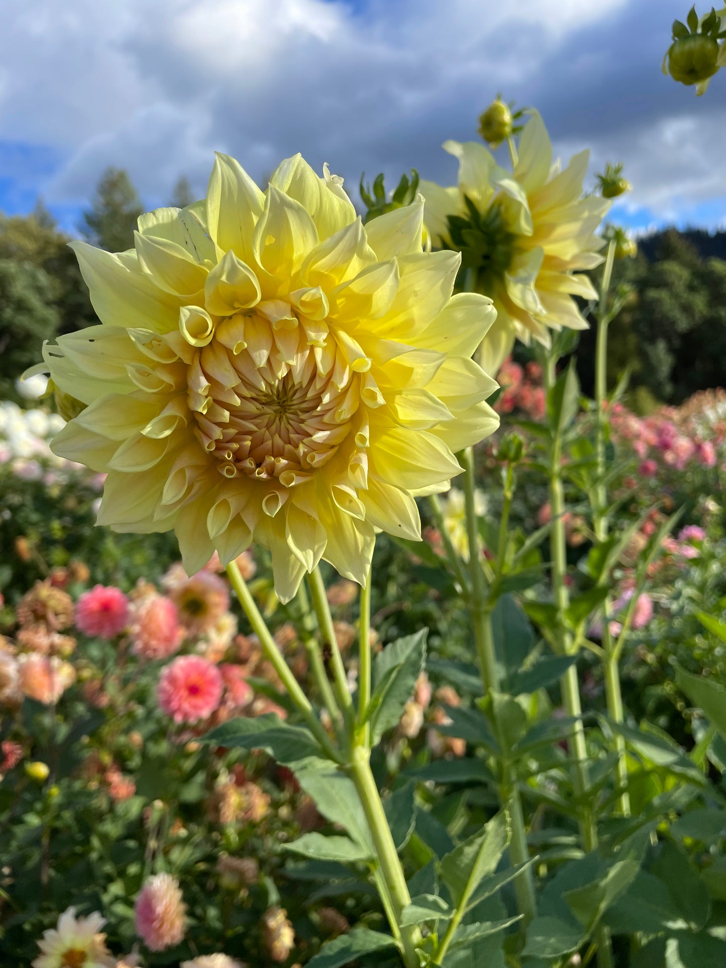 Westerton Lillian Dahlia Tuber