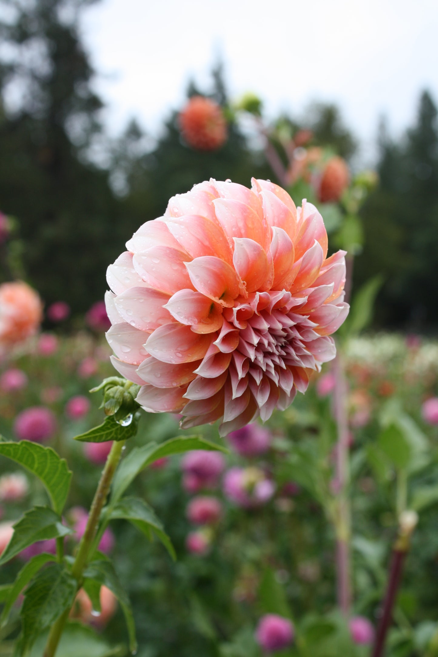Peaches 'N Cream Dahlia Tuber