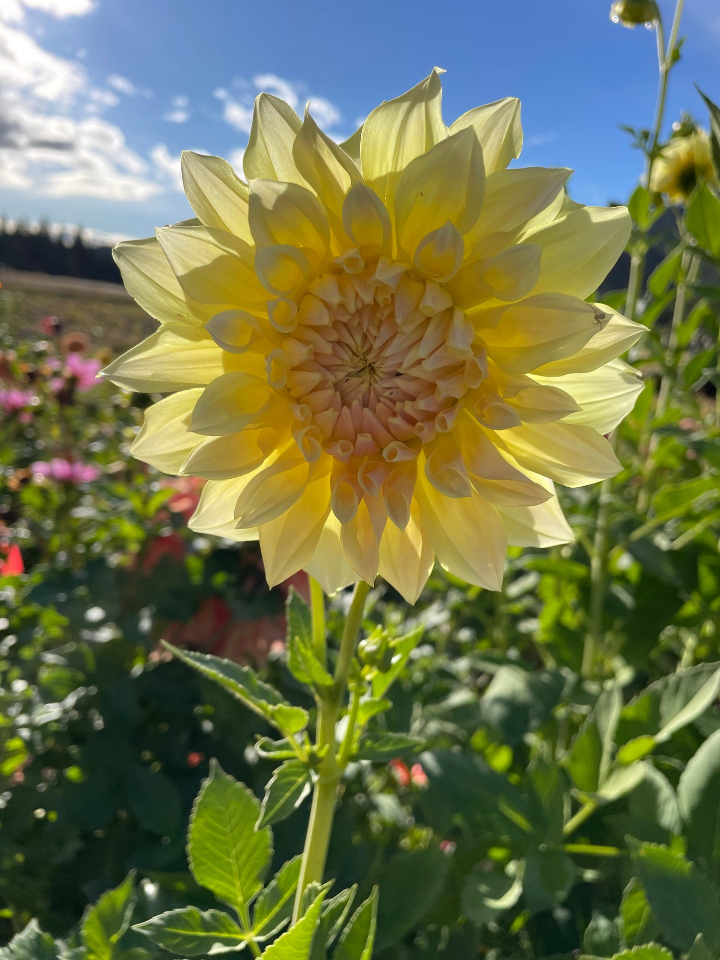 Westerton Lillian Dahlia Tuber