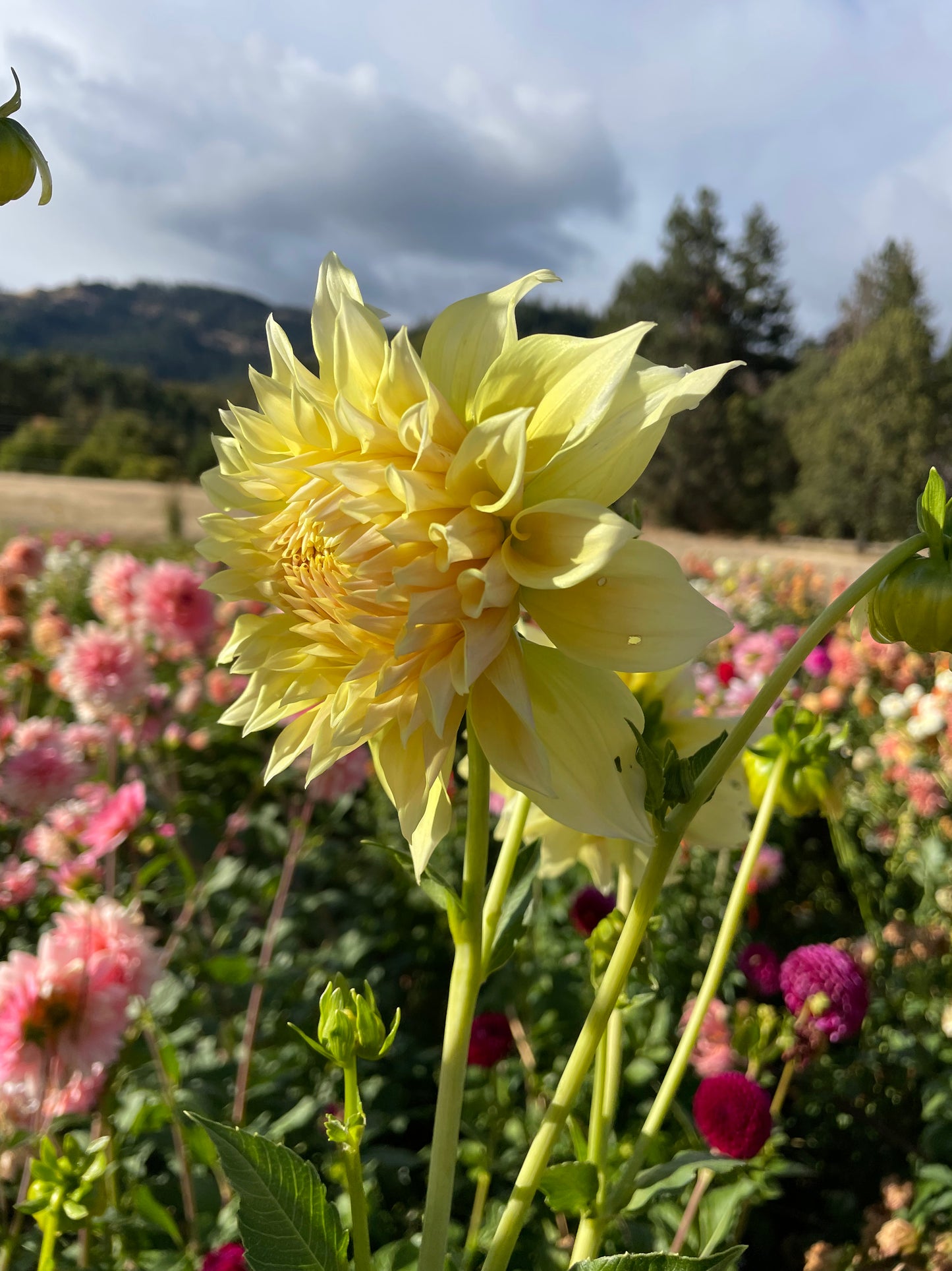 Westerton Lillian Dahlia Tuber