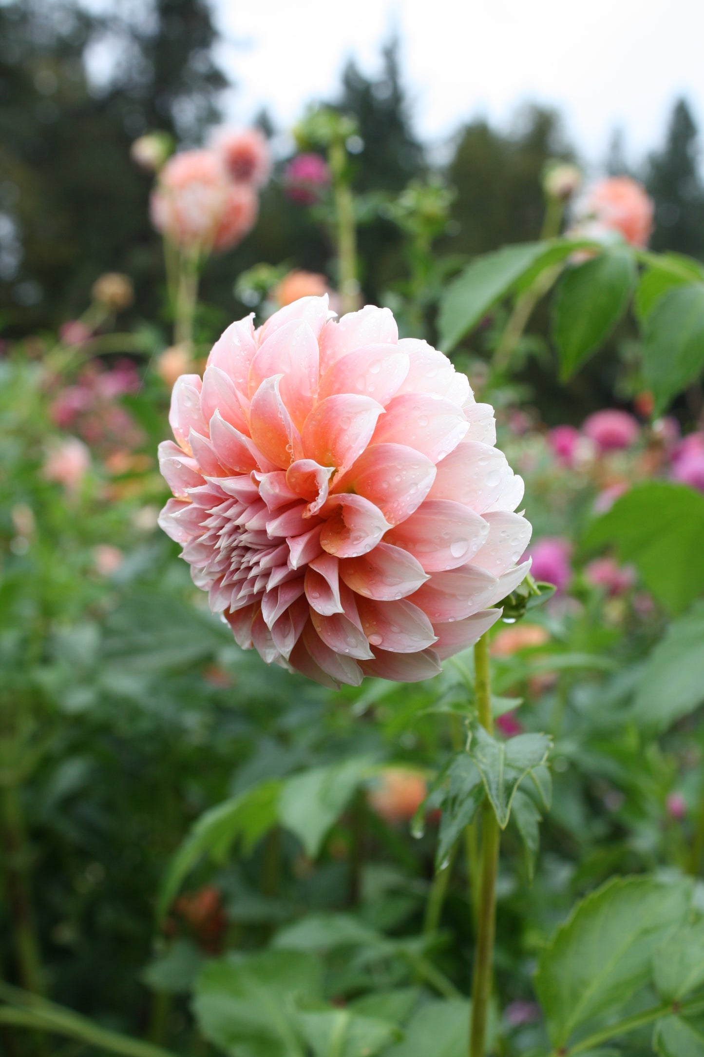 Peaches 'N Cream Dahlia Tuber