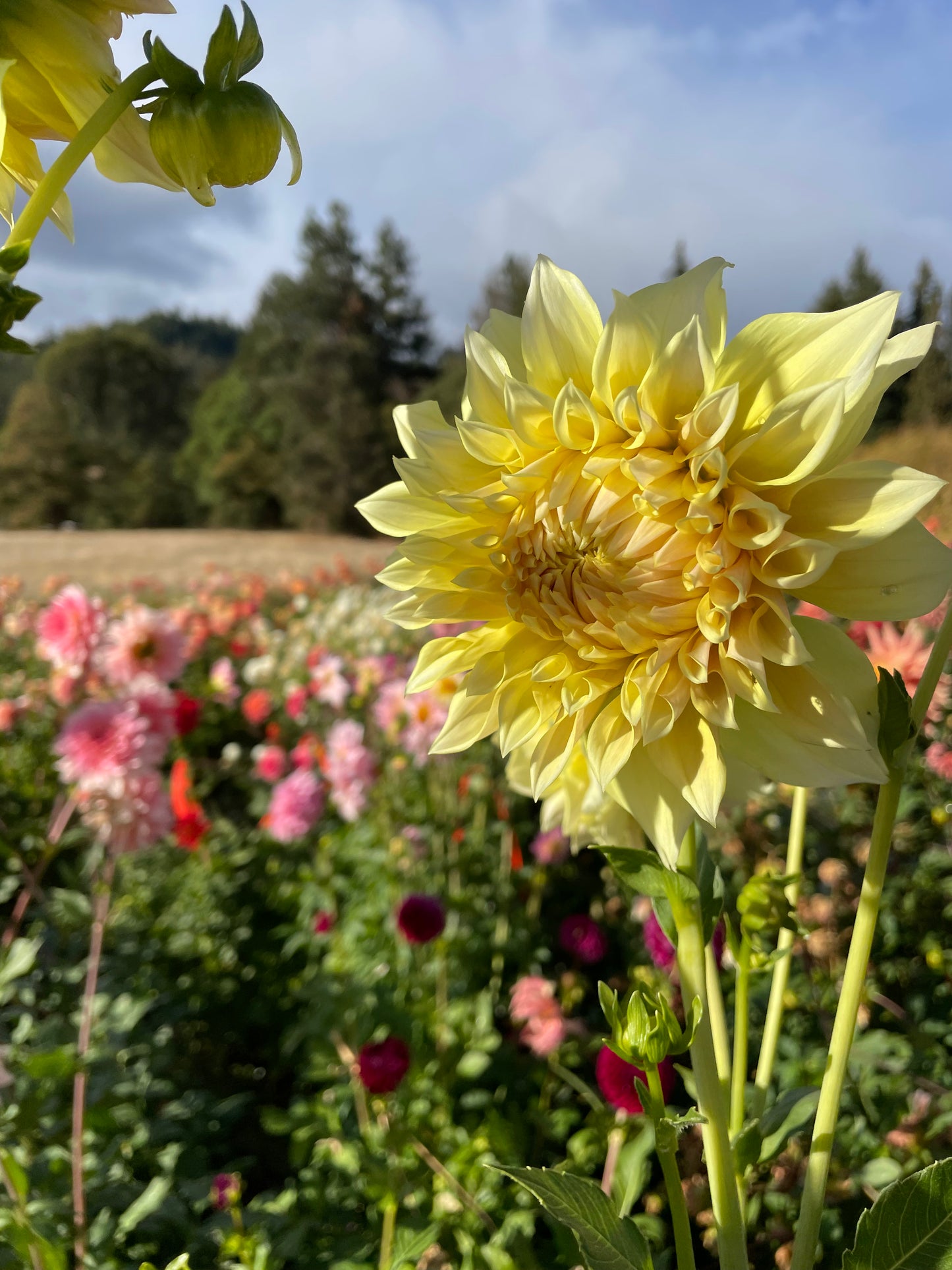 Westerton Lillian Dahlia Tuber
