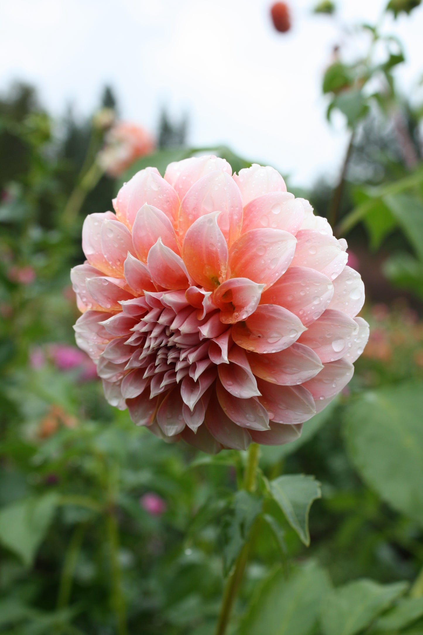 Peaches 'N Cream Dahlia Tuber