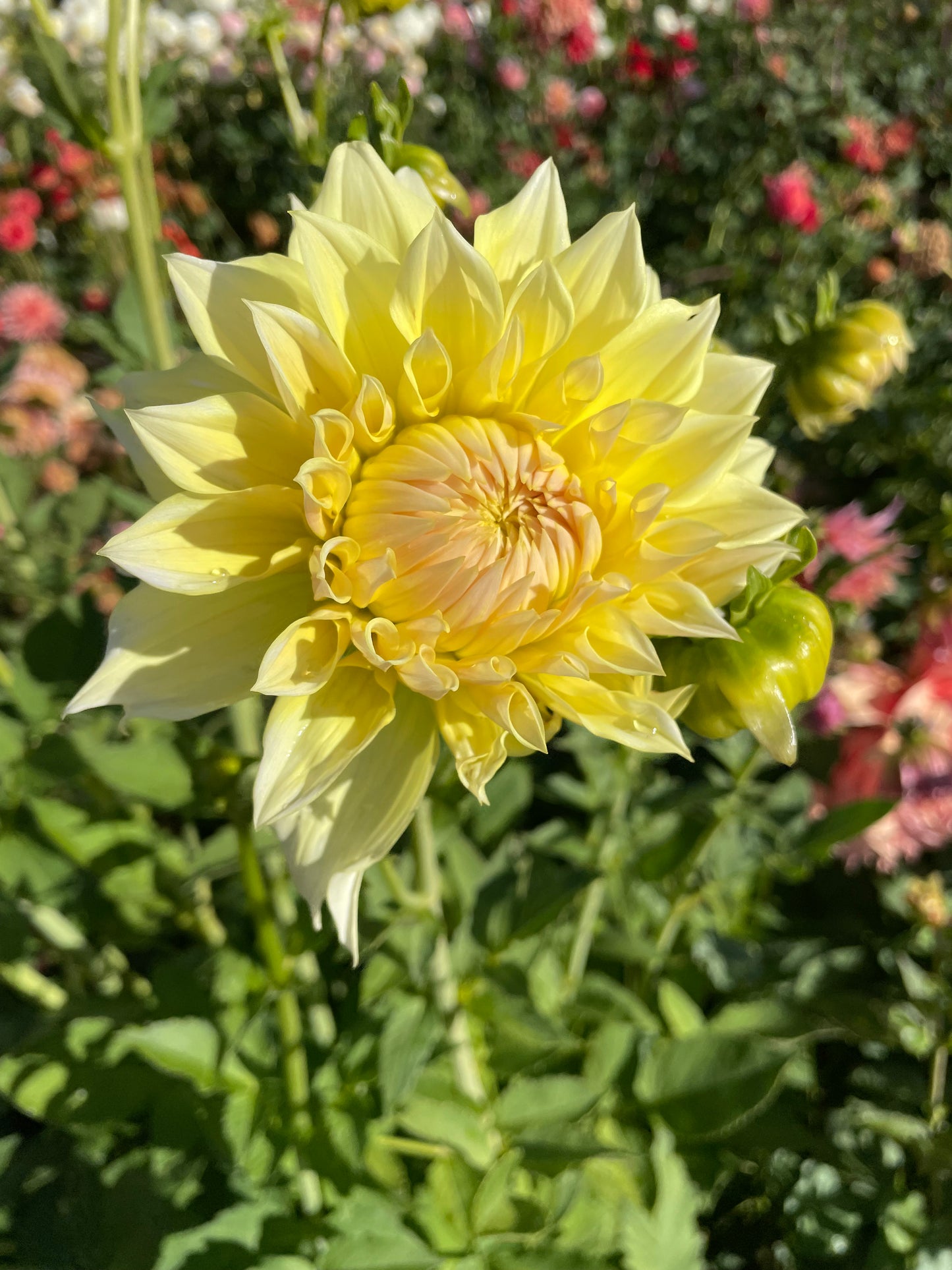 Westerton Lillian Dahlia Tuber