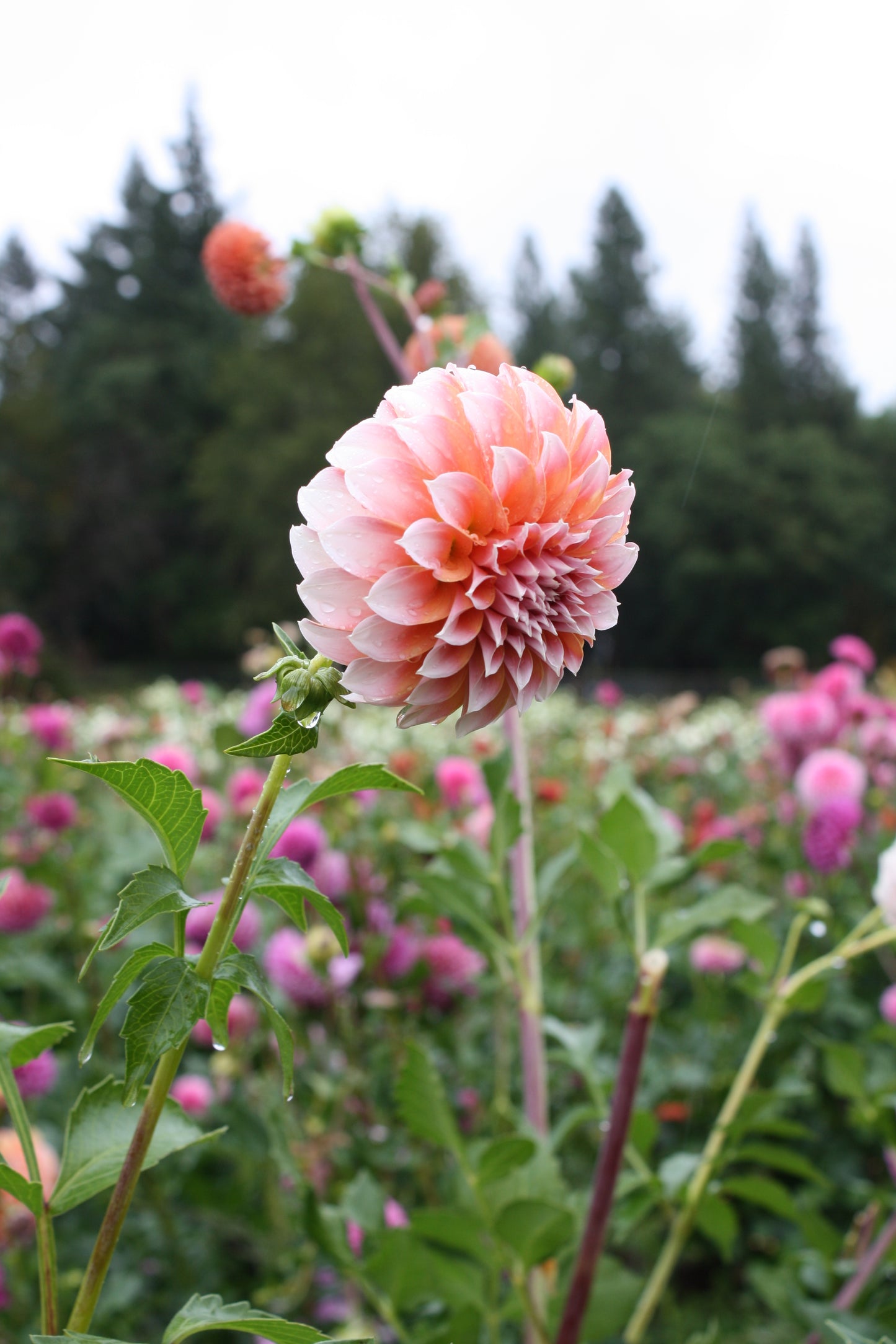 Peaches 'N Cream Dahlia Tuber