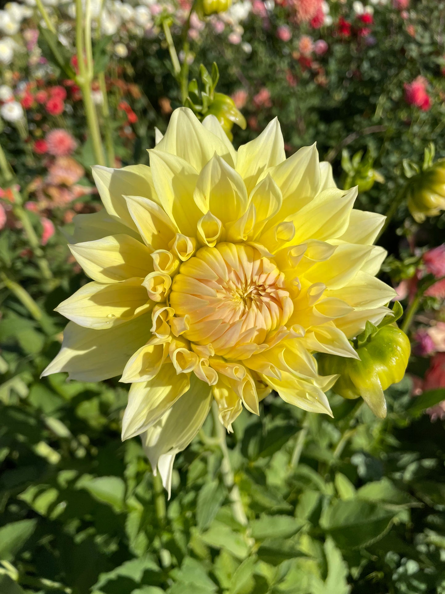 Westerton Lillian Dahlia Tuber