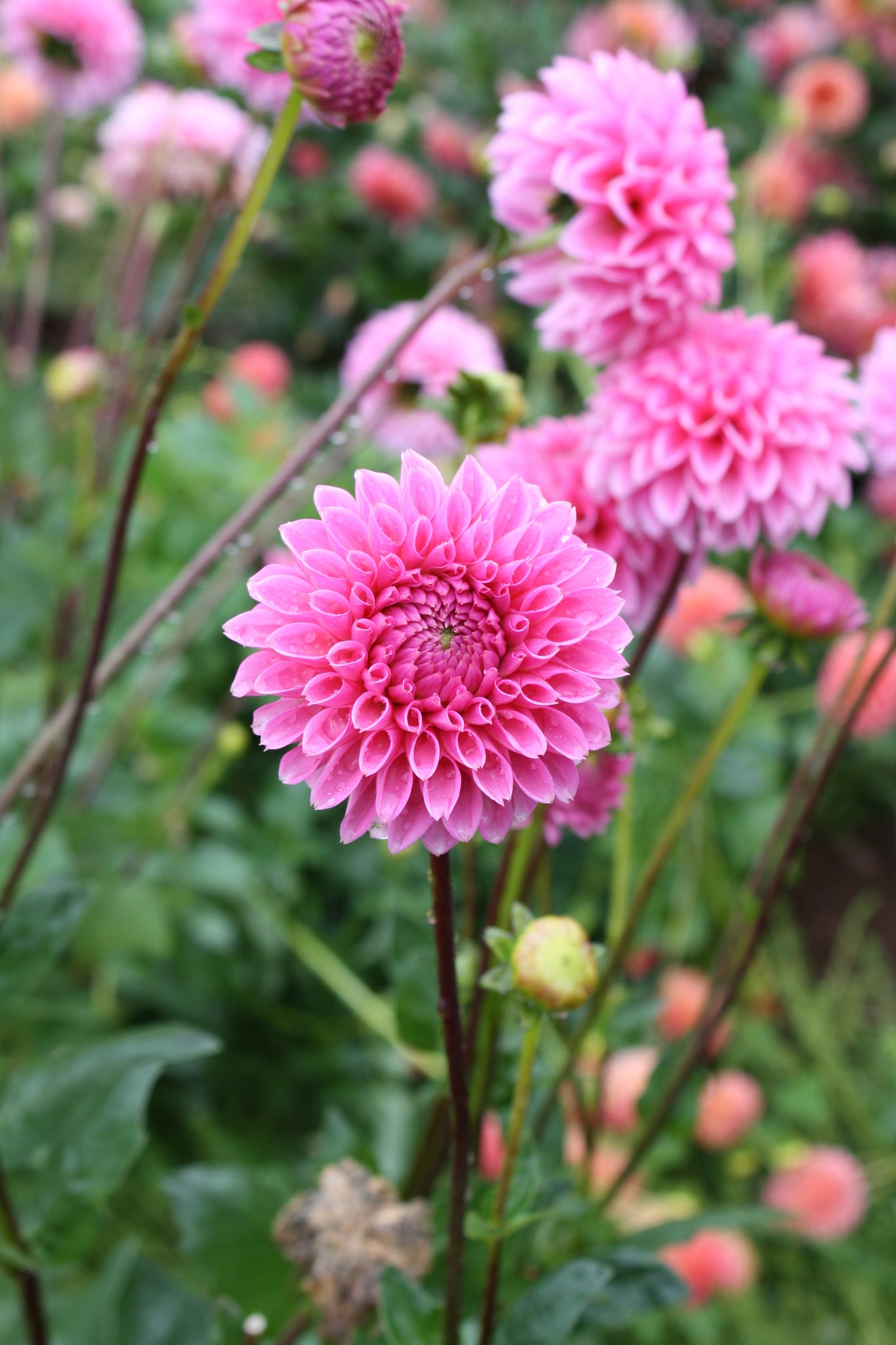 Pink Sylvia Dahlia Tuber