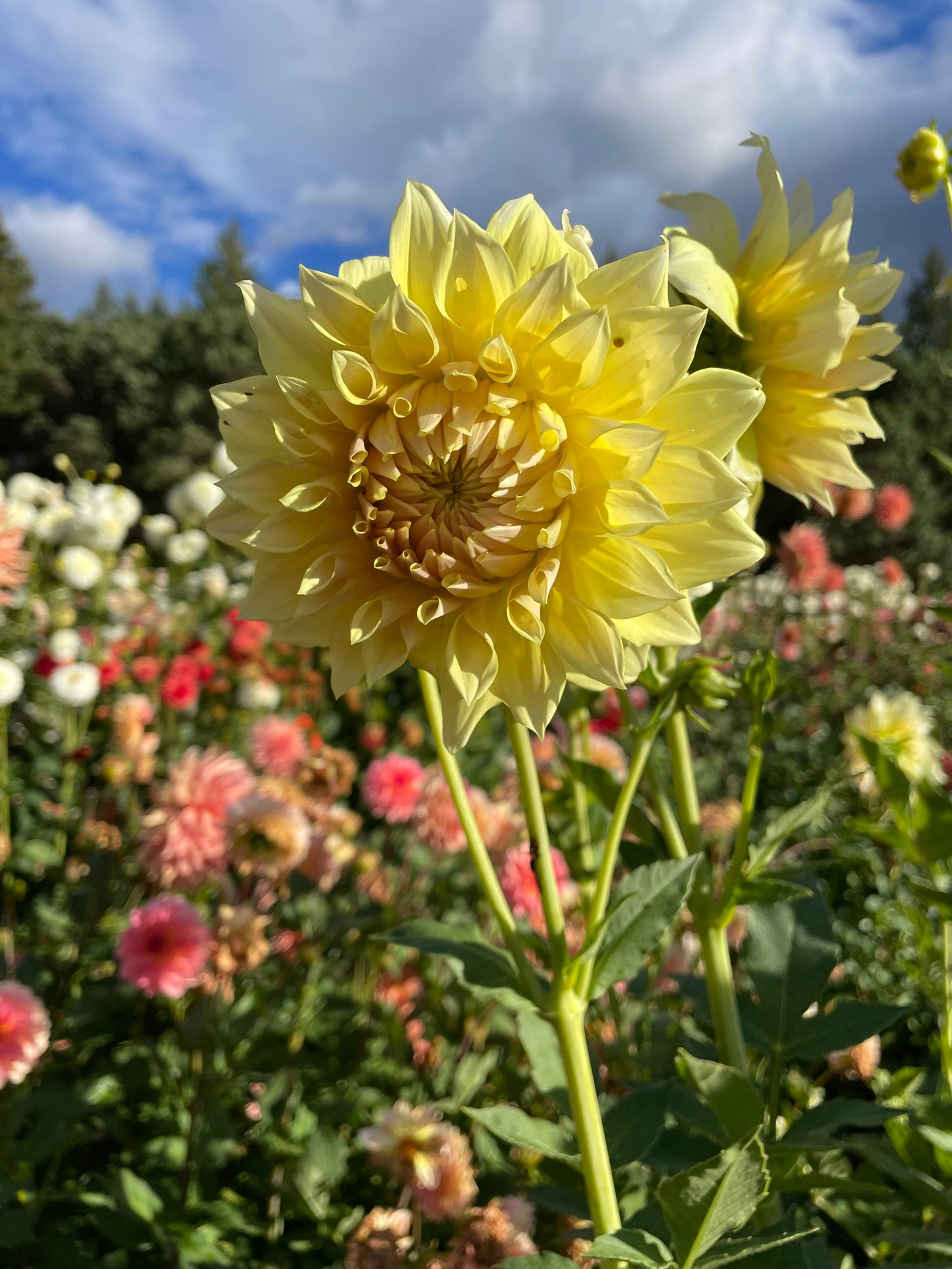 Westerton Lillian Dahlia Tuber
