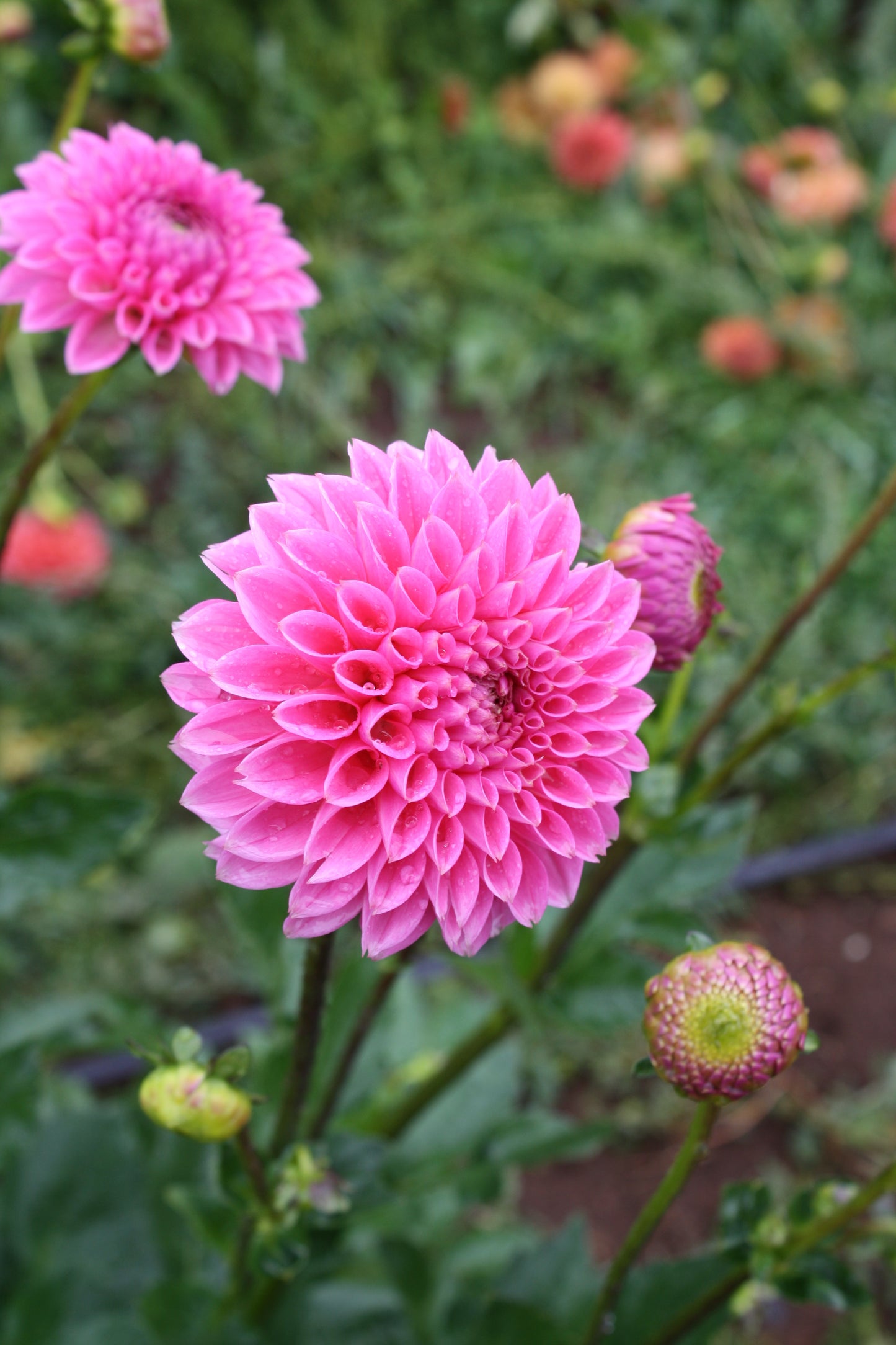 Pink Sylvia Dahlia Tuber