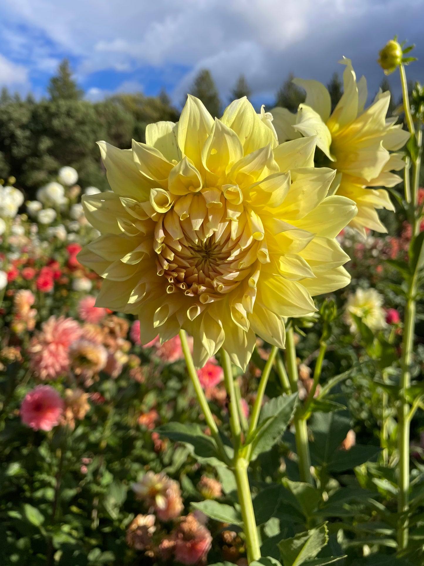 Westerton Lillian Dahlia Tuber