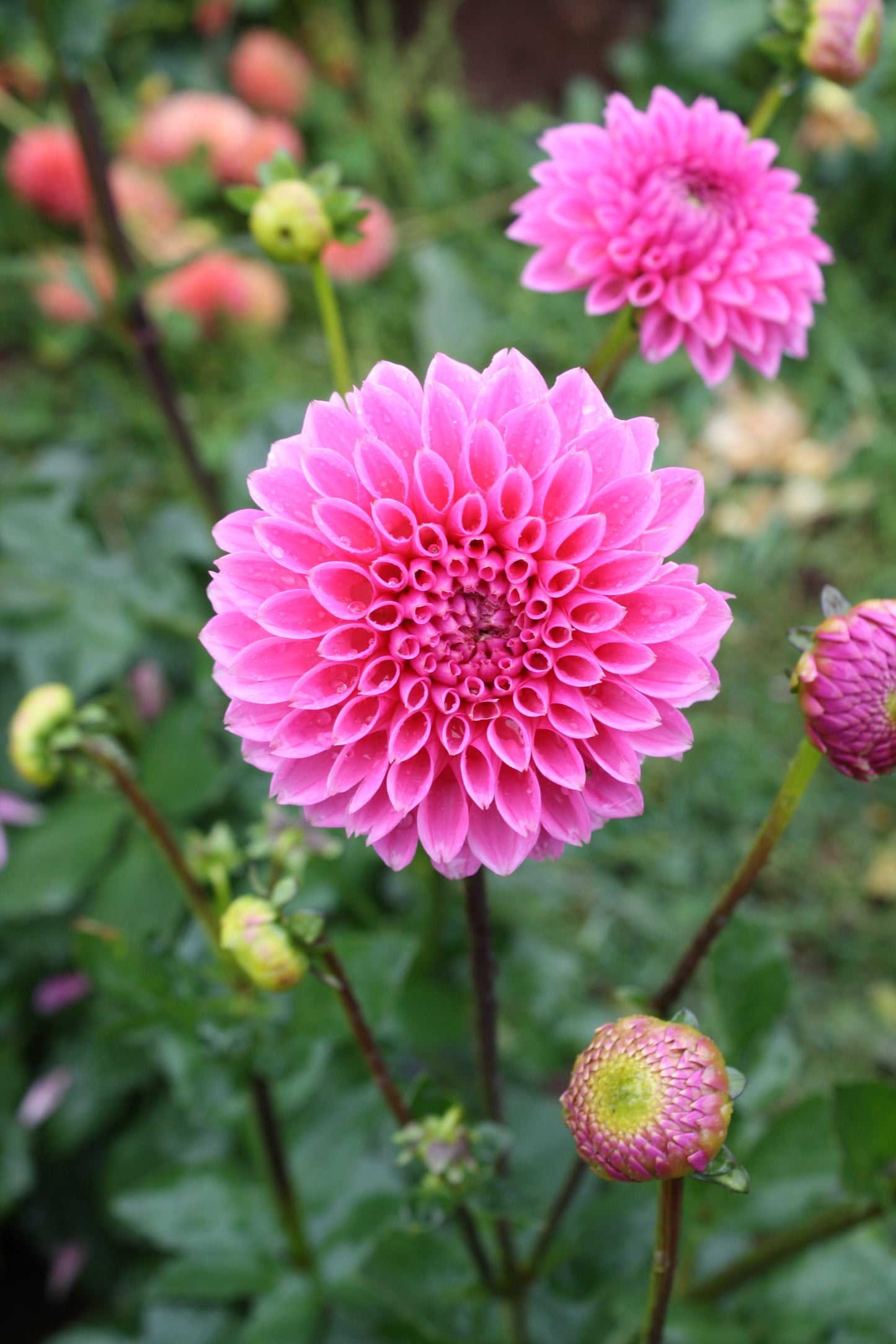 Pink Sylvia Dahlia Tuber