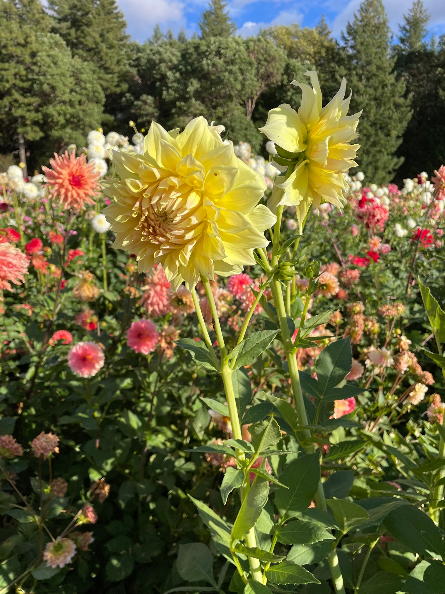 Westerton Lillian Dahlia Tuber