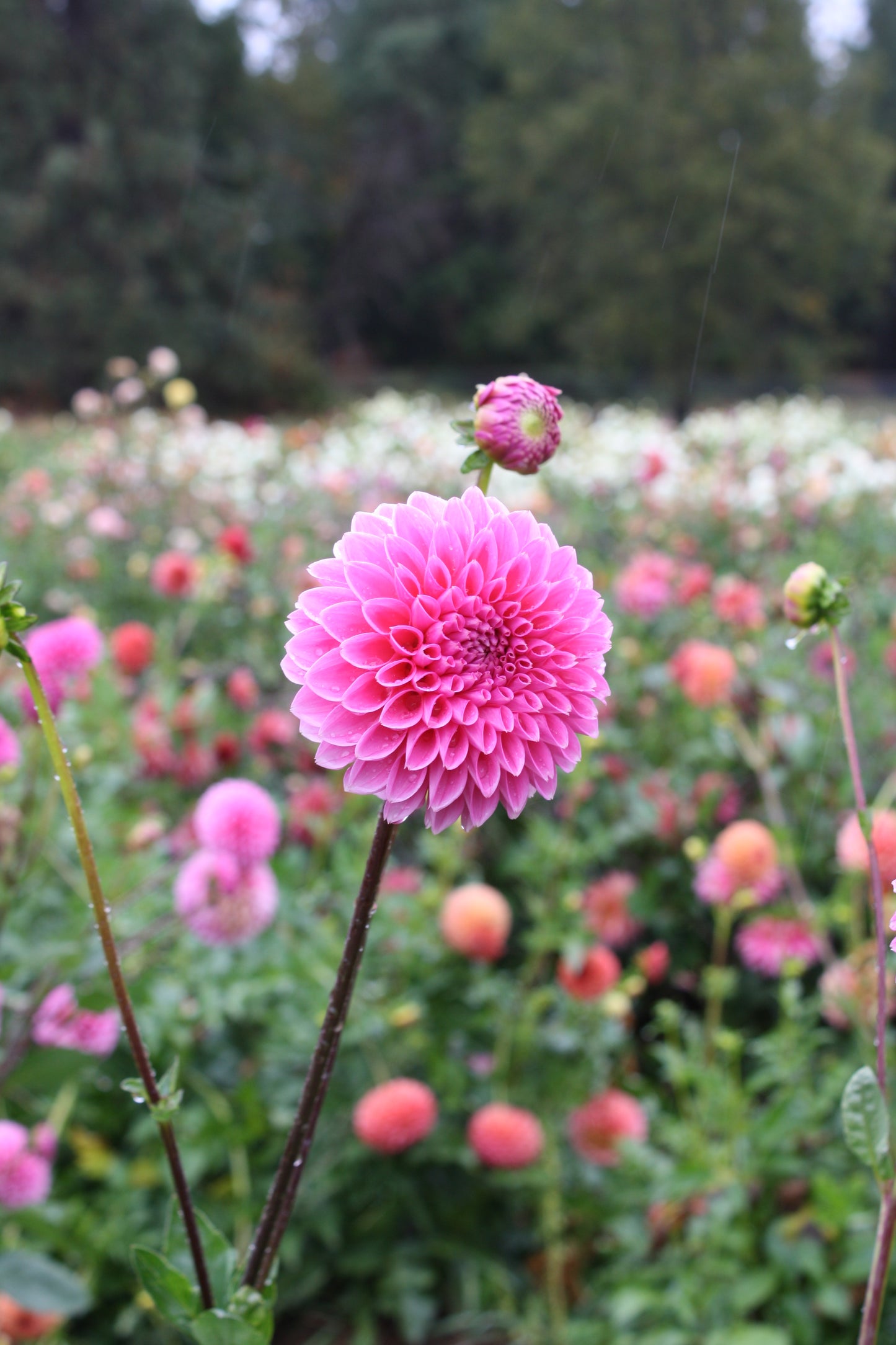 Pink Sylvia Dahlia Tuber