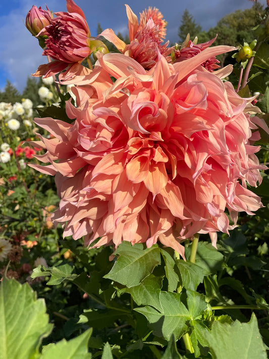 Sherwood's Peach Dahlia Tuber