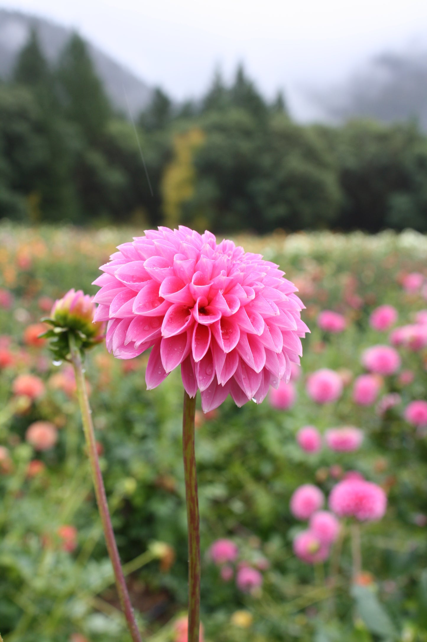Pink Sylvia Dahlia Tuber