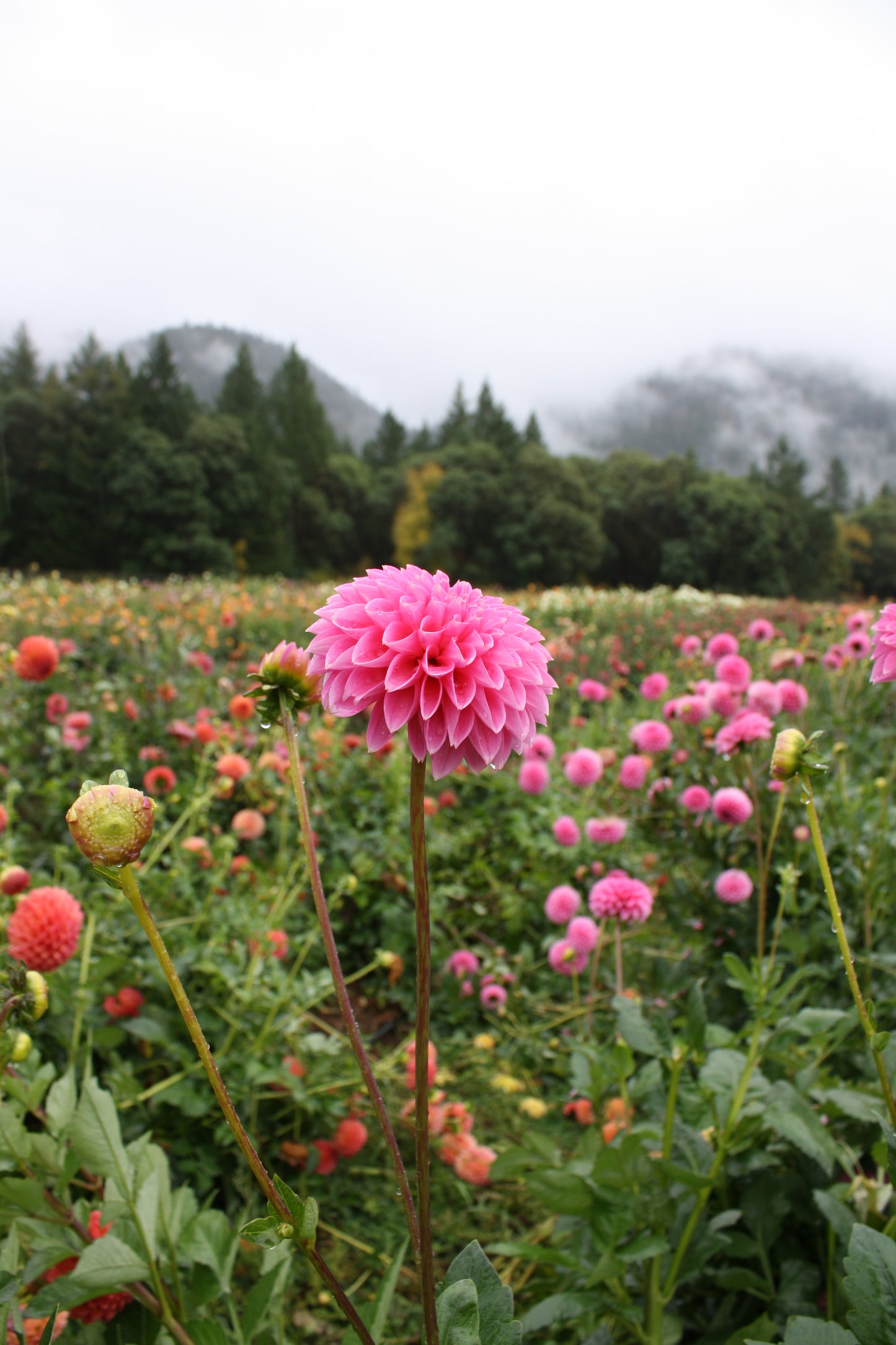 Pink Sylvia Dahlia Tuber