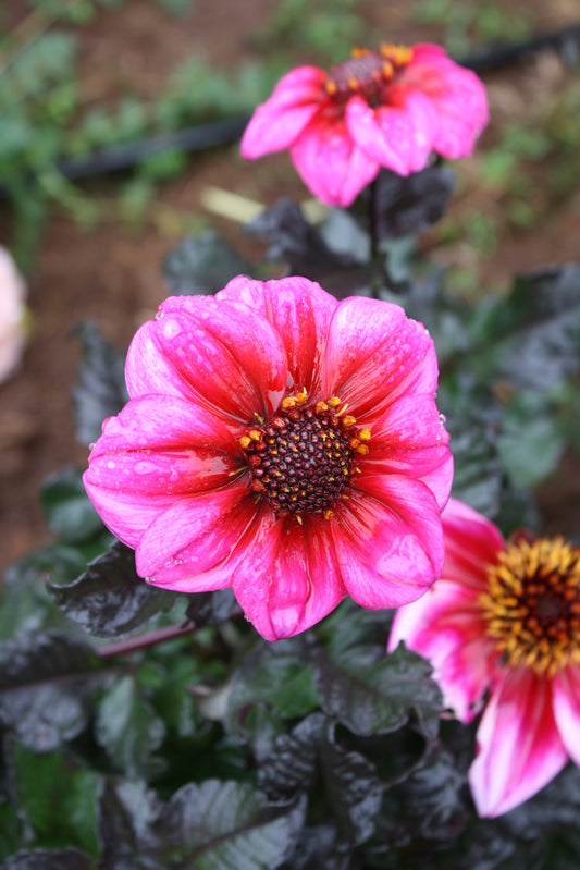 Bloomquist Rich Color Dahlia Tuber