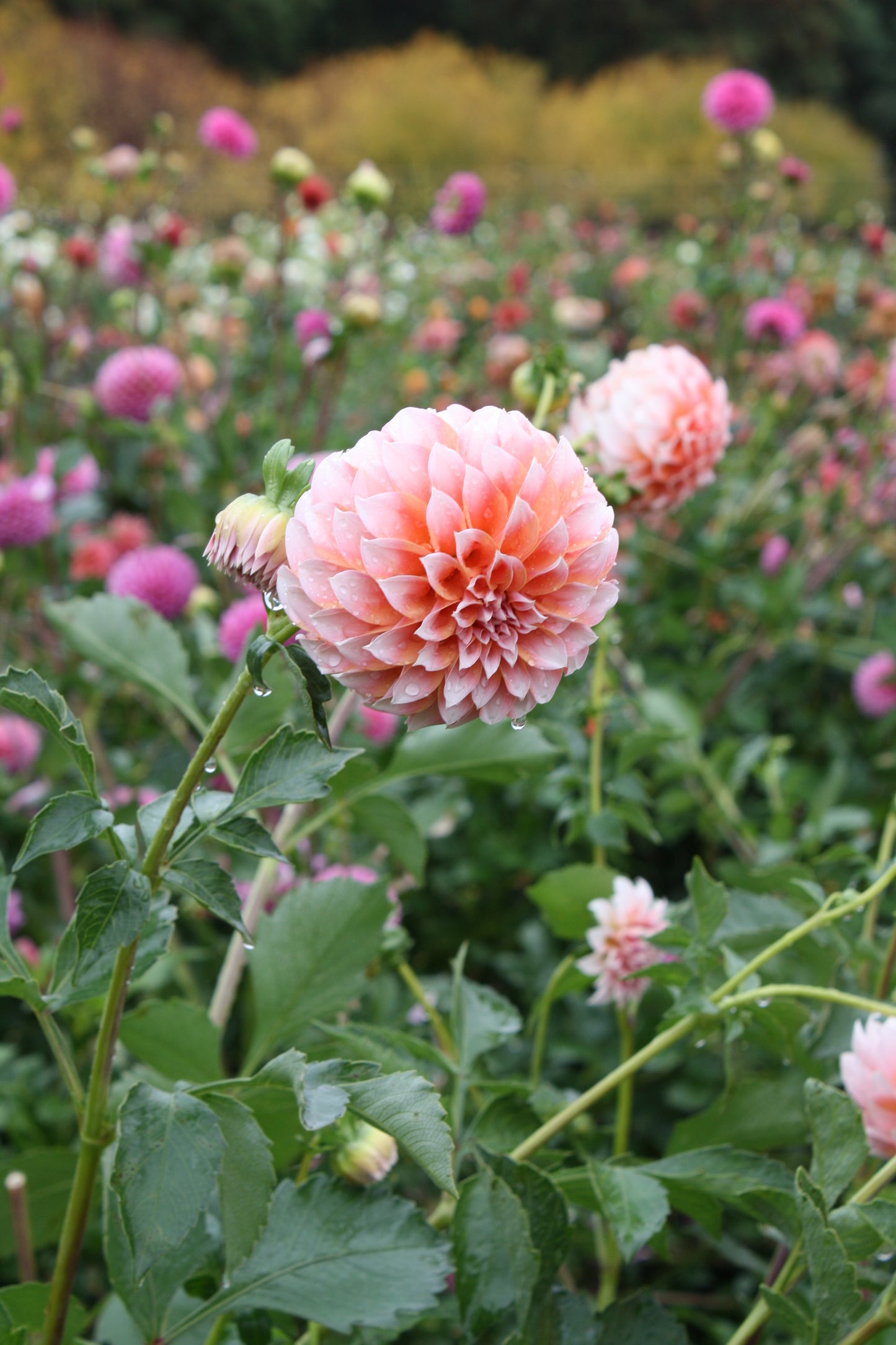 Peaches 'N Cream Dahlia Tuber