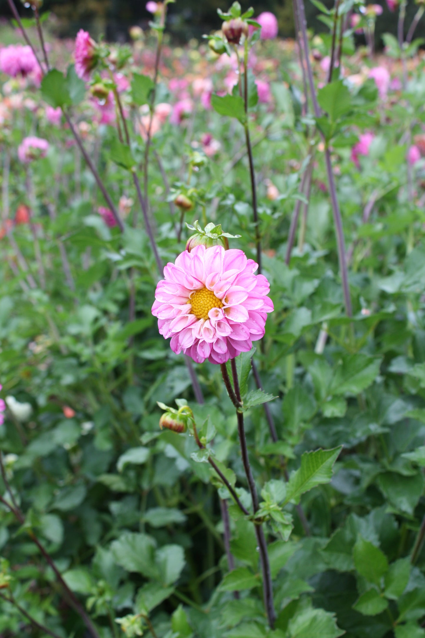 Bloomquist Better Dahlia Tuber