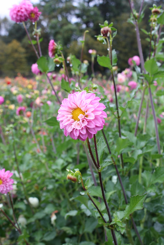 Bloomquist Better Dahlia Tuber