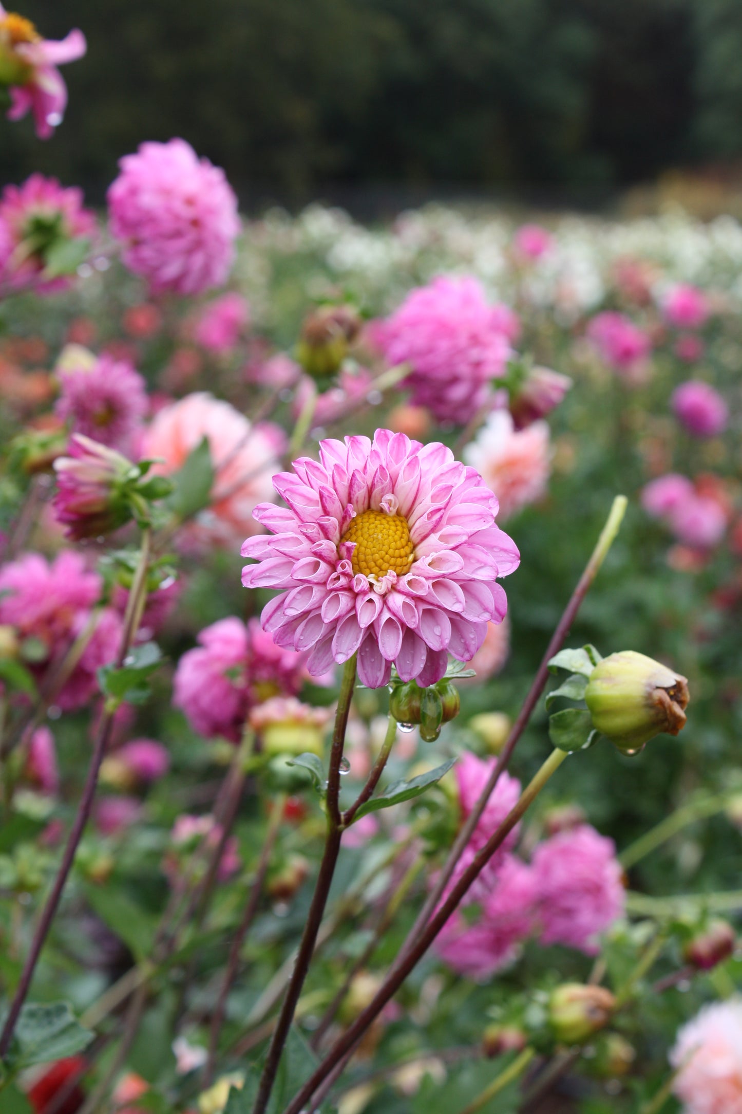 Bloomquist Better Dahlia Tuber