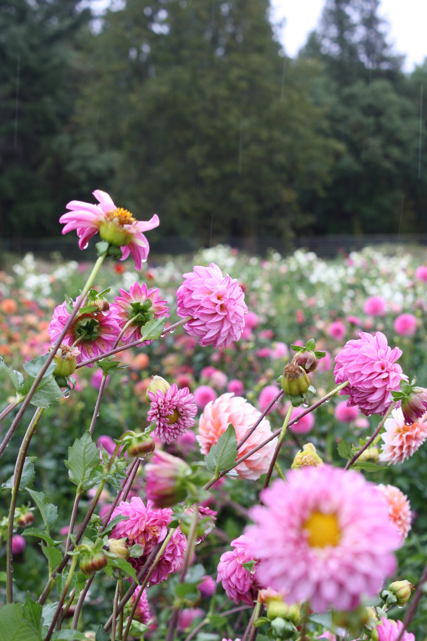 Bloomquist Better Dahlia Tuber