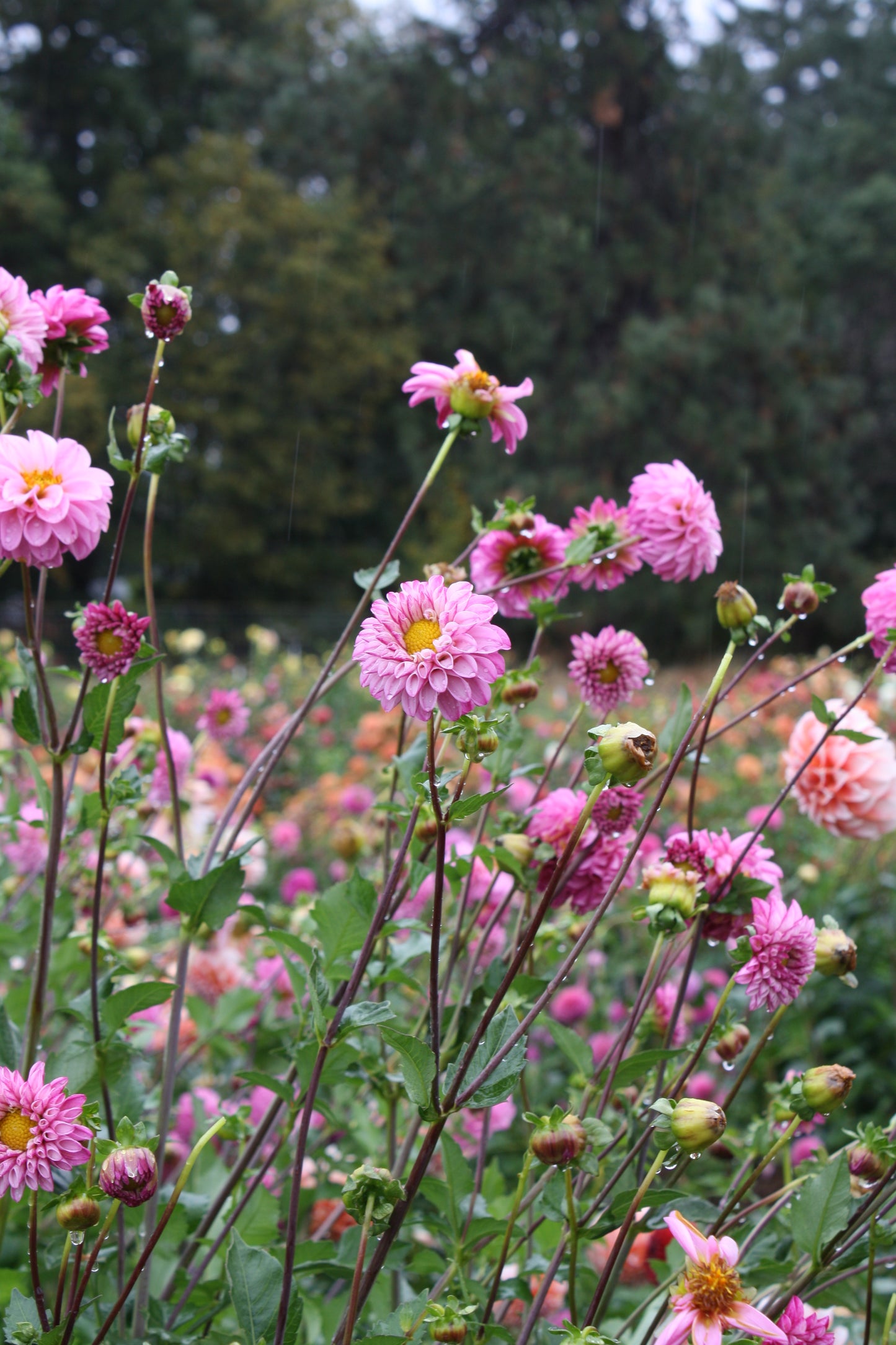 Bloomquist Better Dahlia Tuber