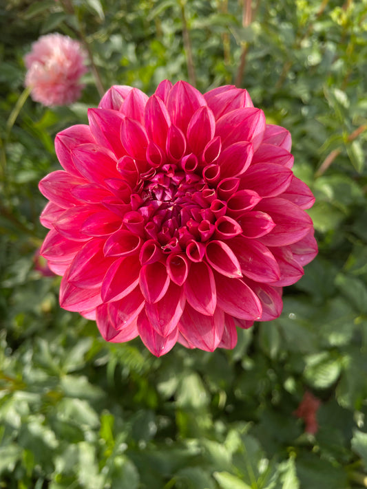 All That Jazz Dahlia Tuber