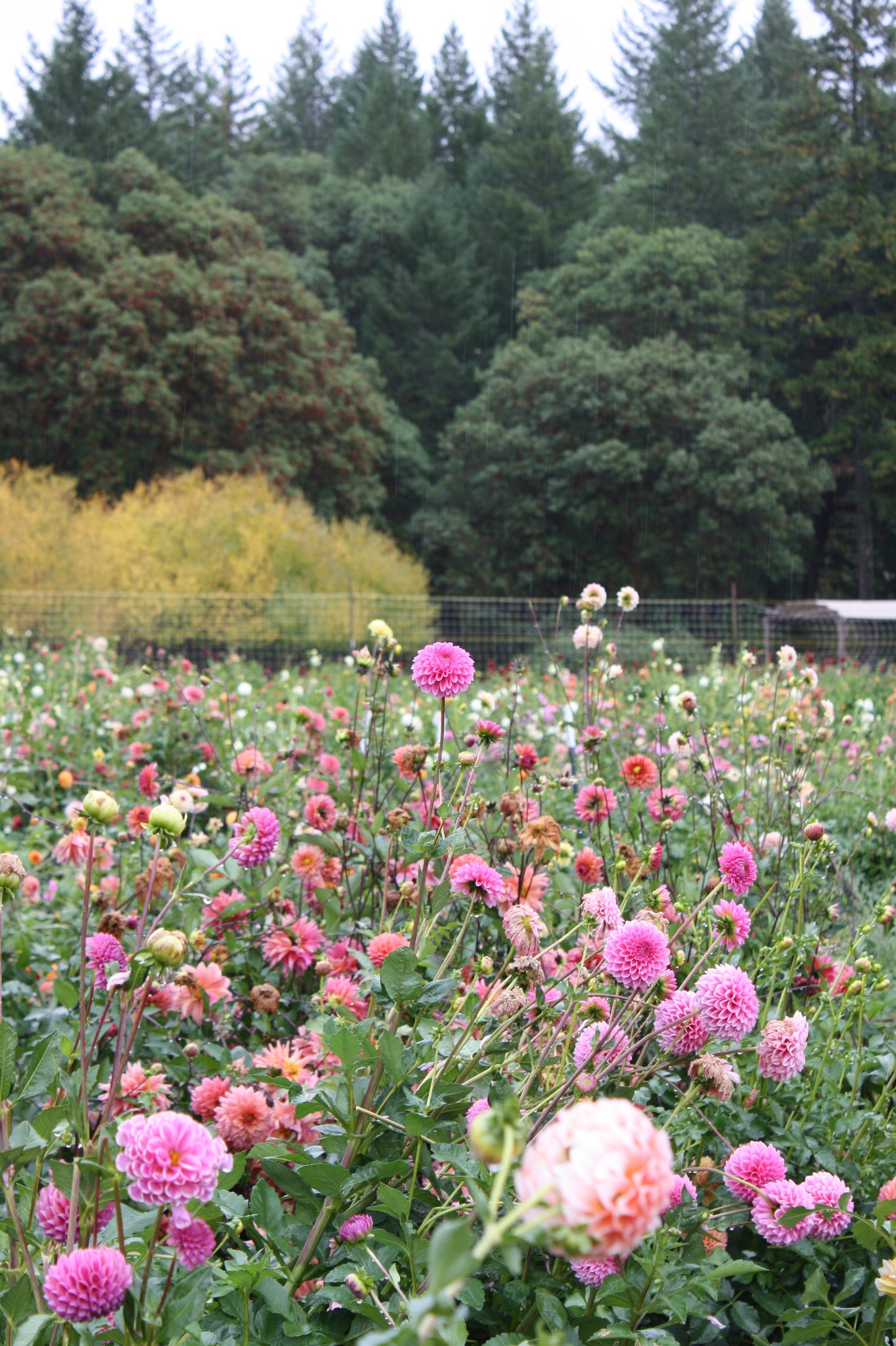 Pink Sylvia Dahlia Tuber