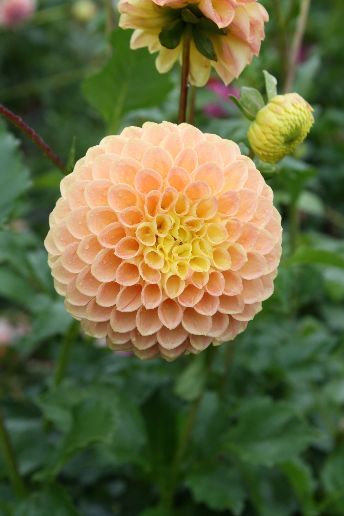 Fiona Dahlia Tuber