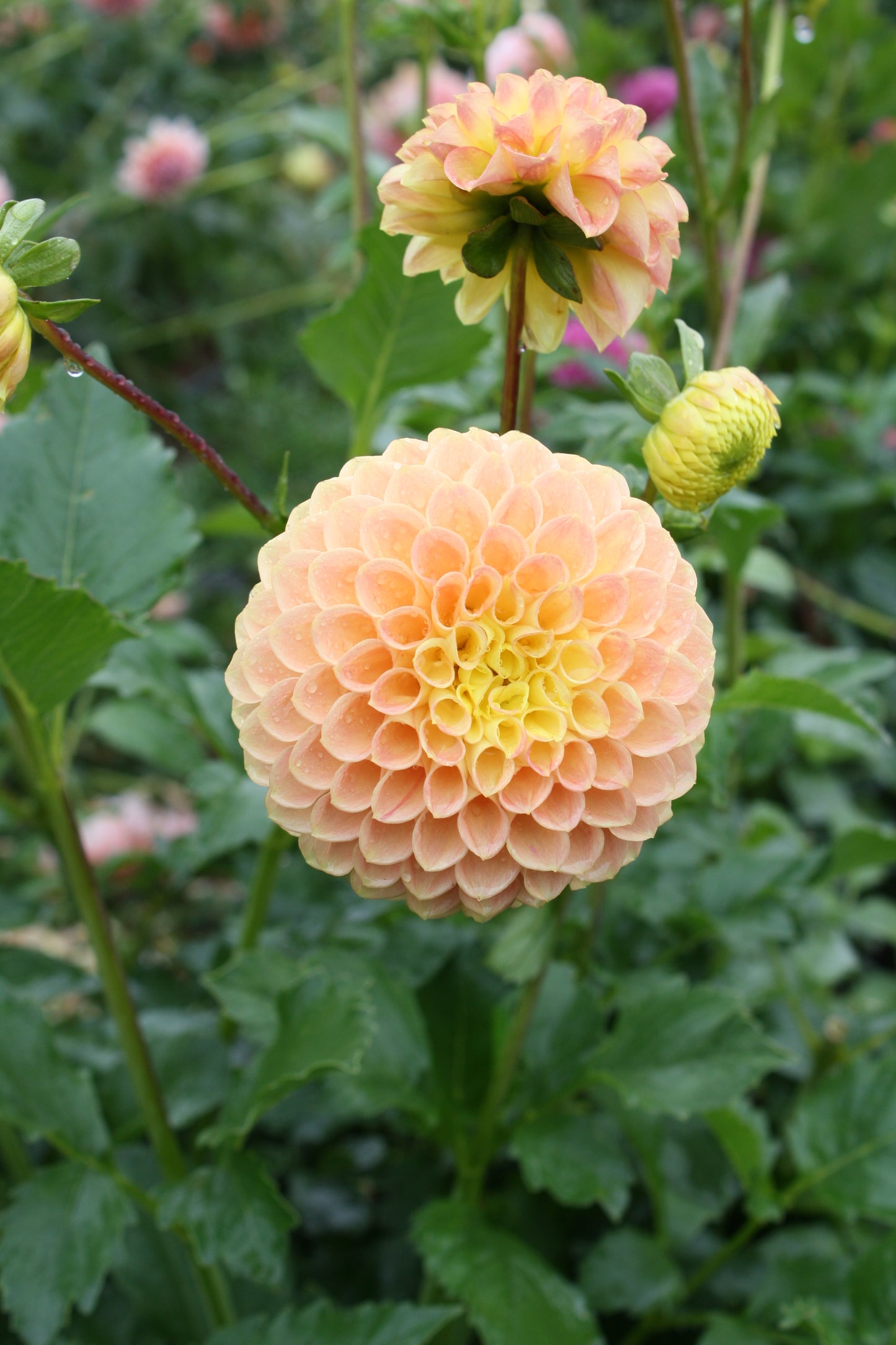 Fiona Dahlia Tuber