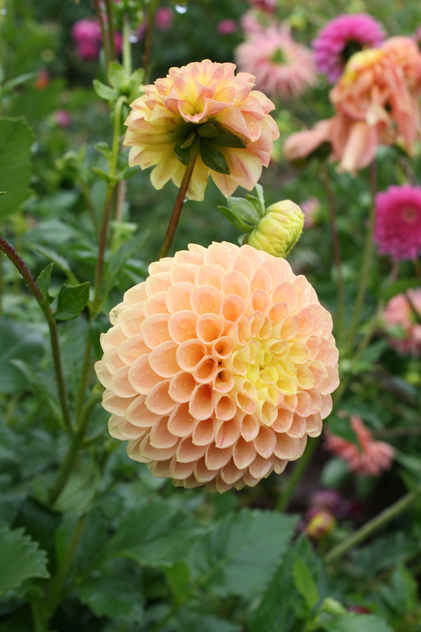 Fiona Dahlia Tuber