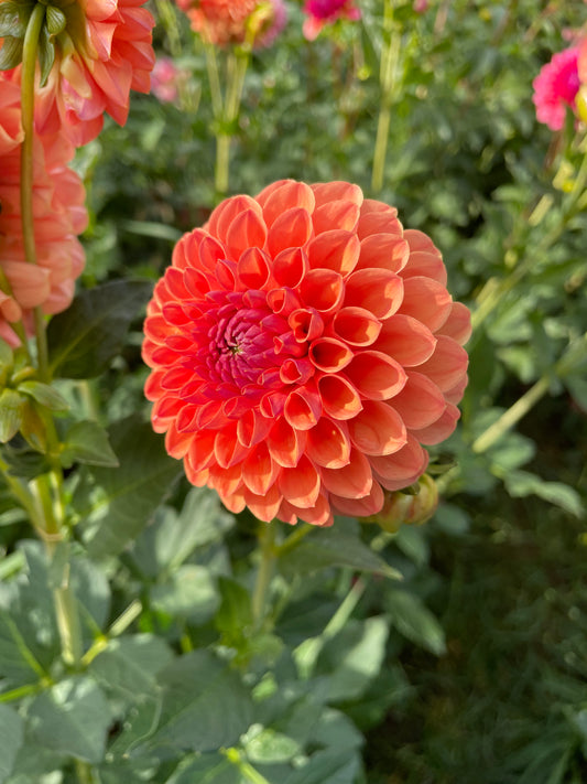 David Digweed Dahlia Tuber