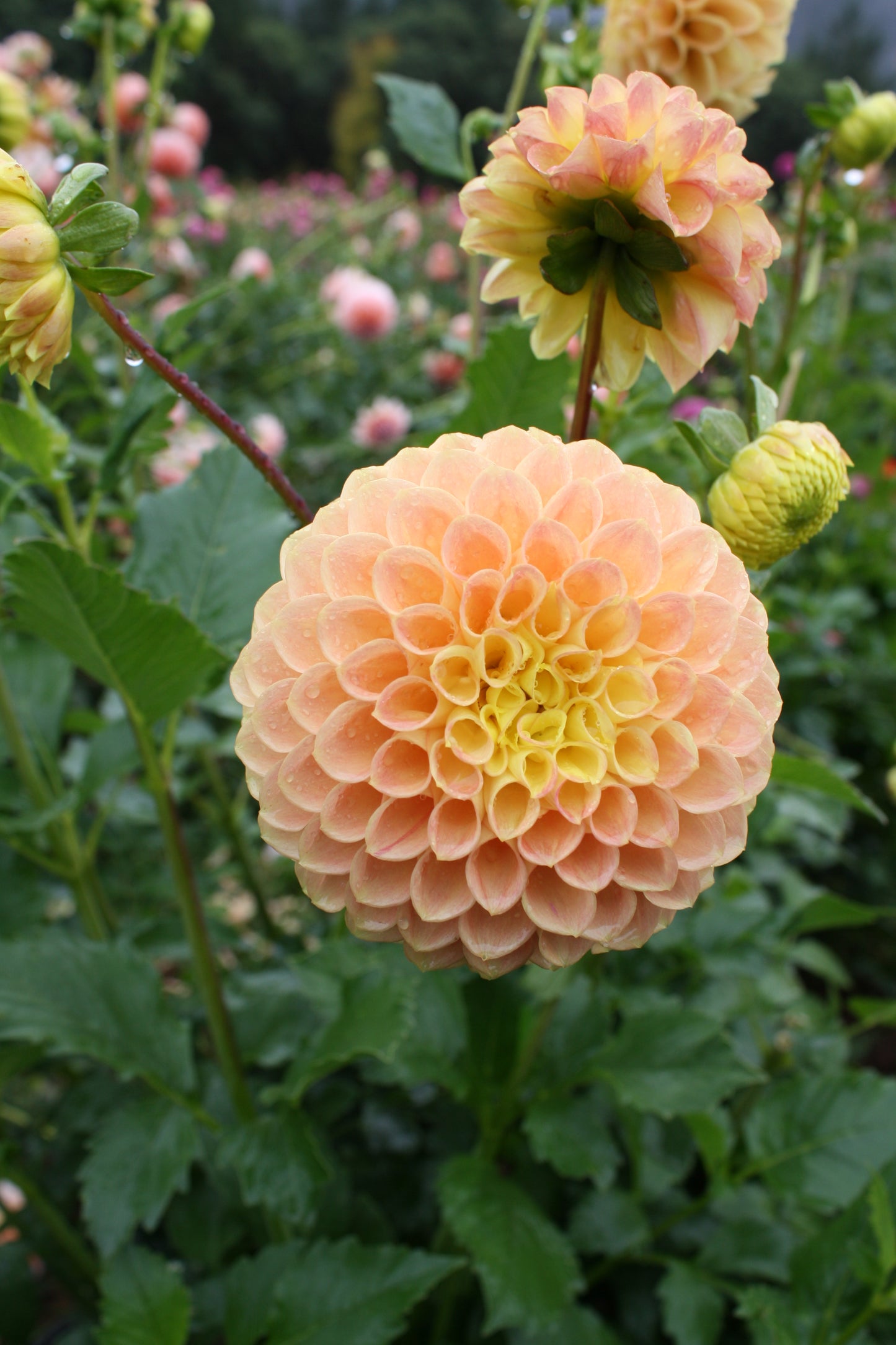 Fiona Dahlia Tuber