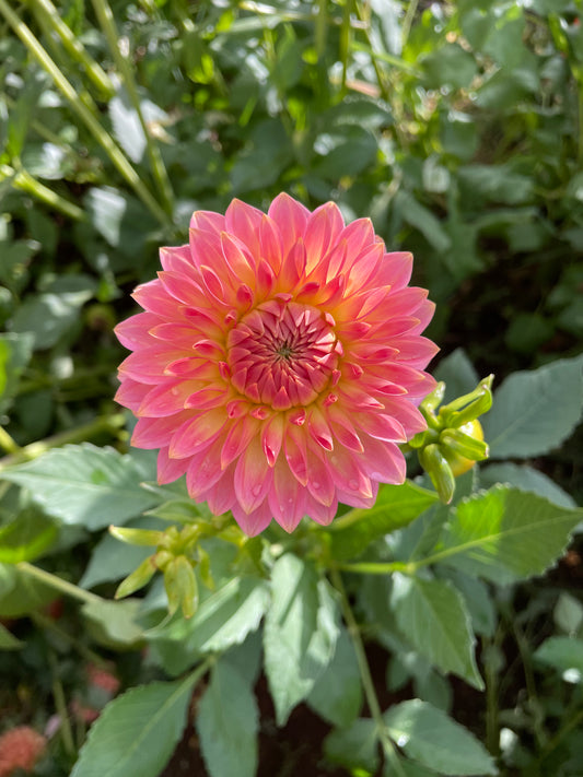 Oreti Adele Dahlia Tuber
