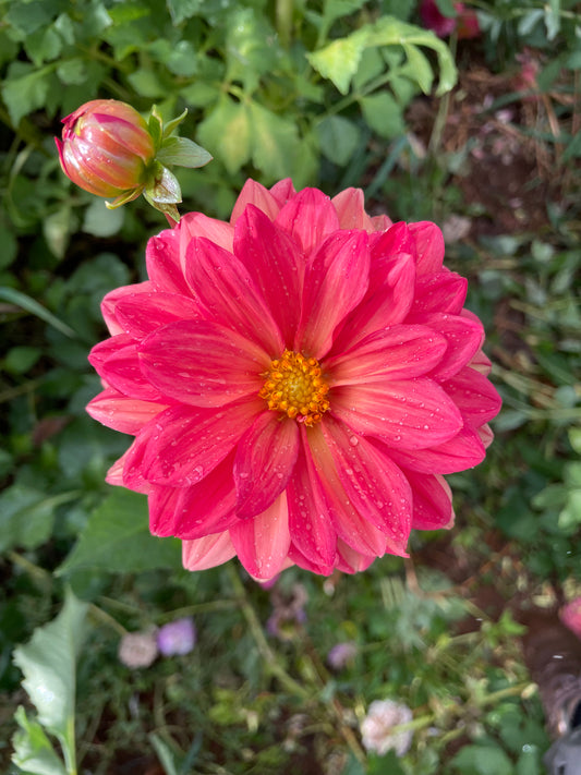 Koppertone Dahlia Tuber