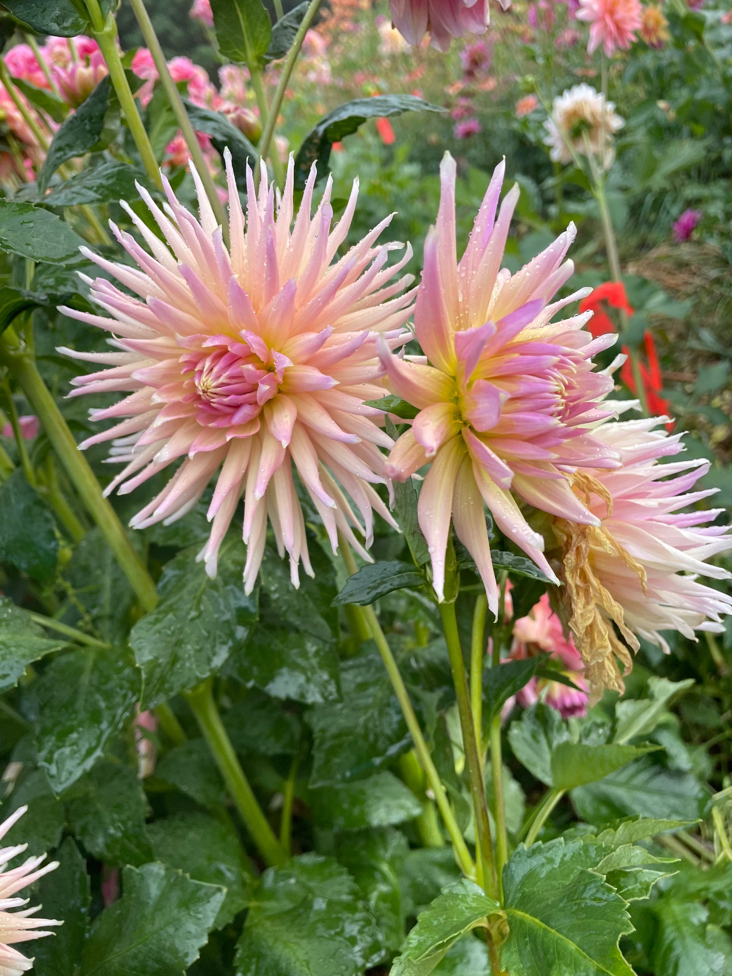 Wyn's Mauve Mist Dahlia Tuber