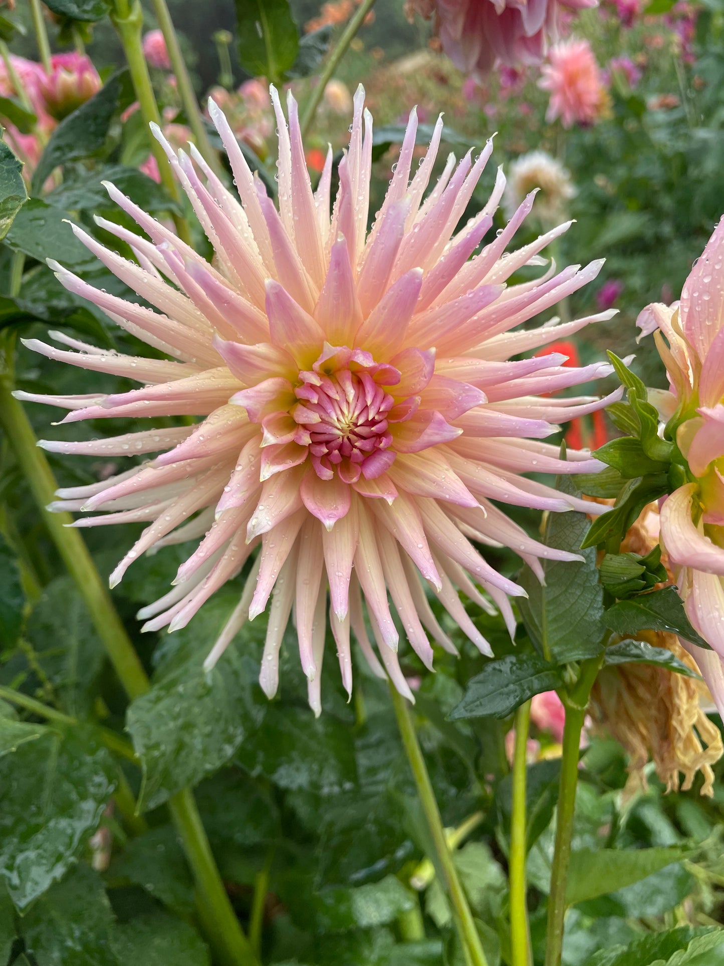 Wyn's Mauve Mist Dahlia Tuber