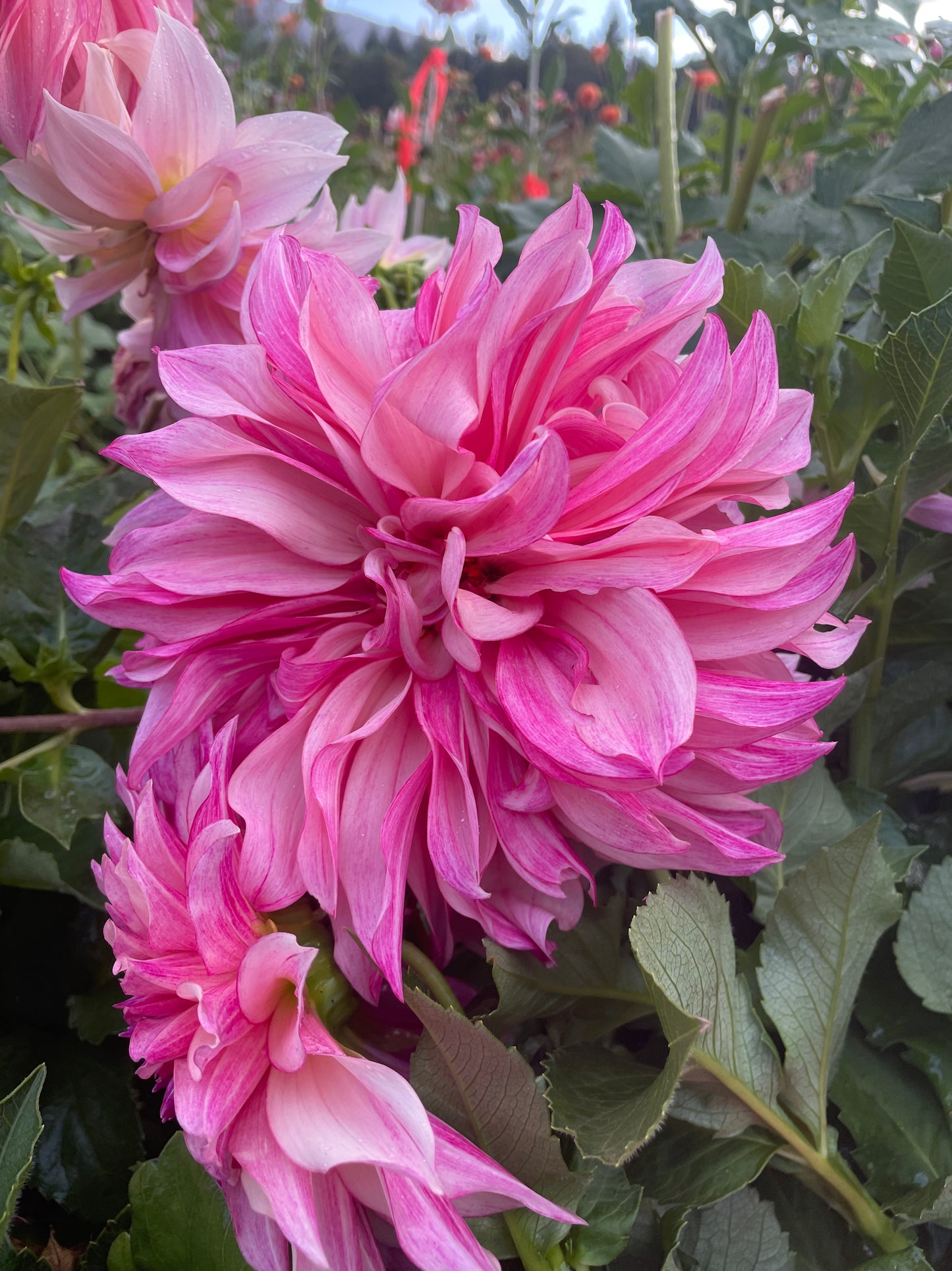Cafe au Lait Royal Dahlia Tuber