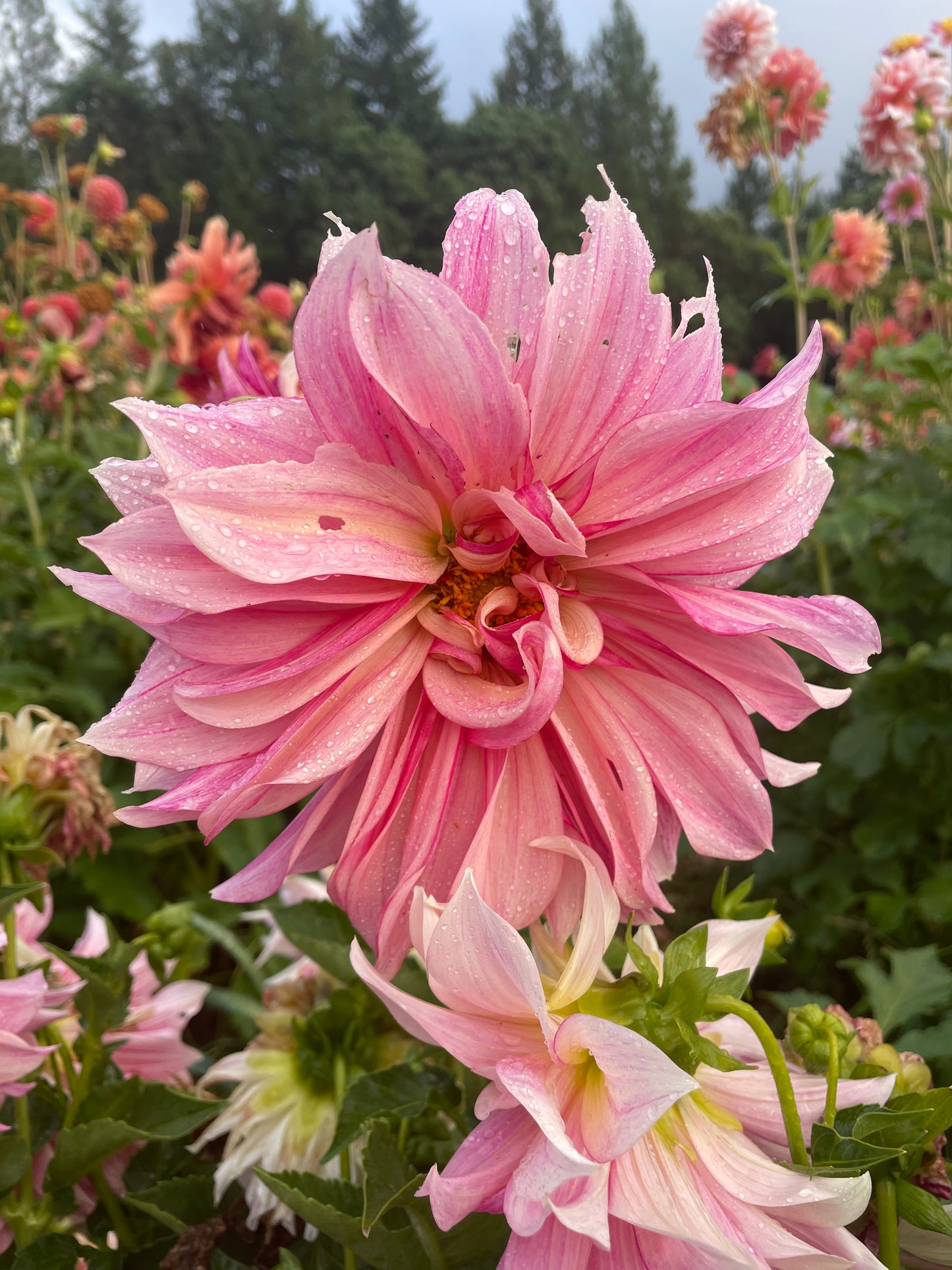 Cafe au Lait Royal Dahlia Tuber