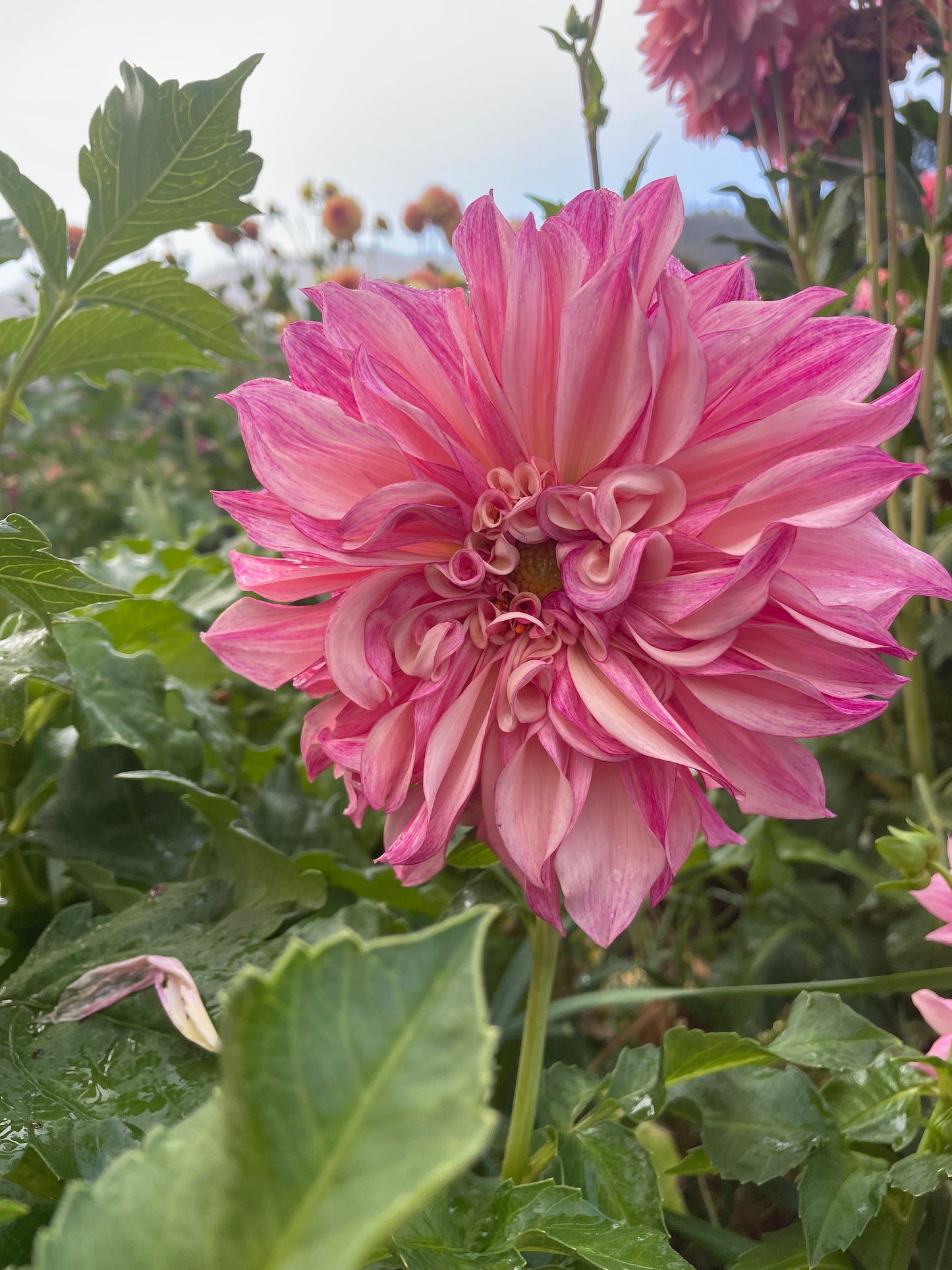 Cafe au Lait Royal Dahlia Tuber