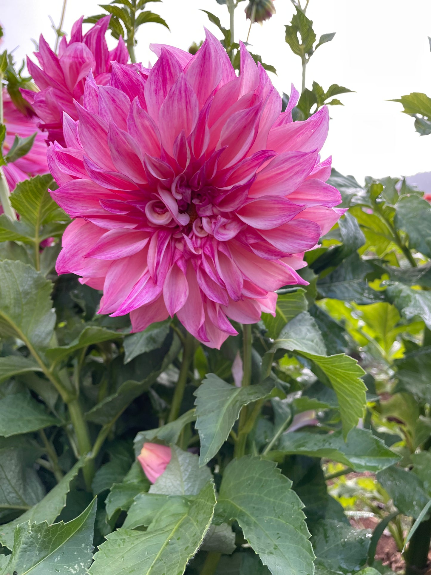 Cafe au Lait Royal Dahlia Tuber
